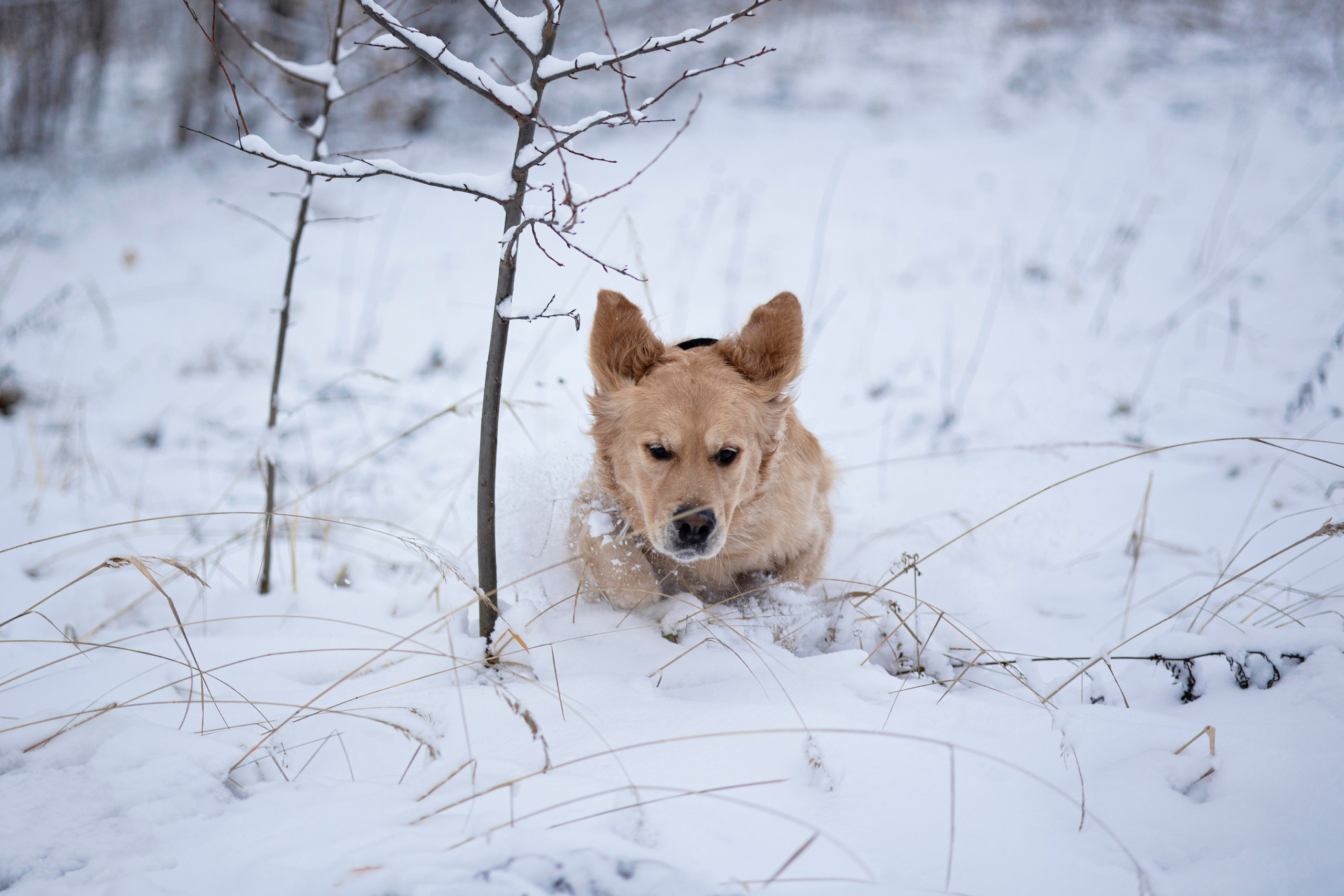 Съемка с собакой. Анастасия Белаш