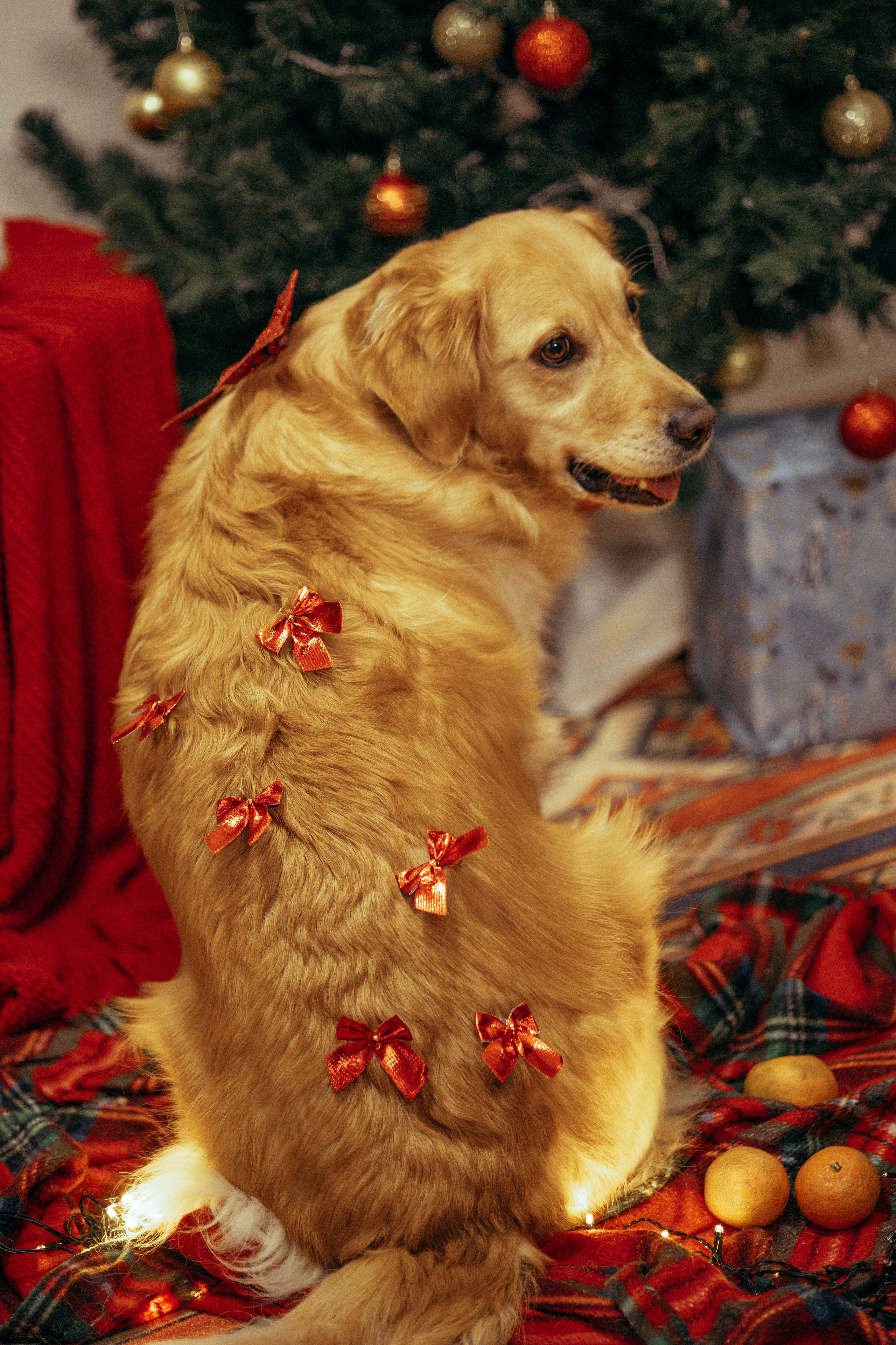 Новогодняя съемка с собакой. Анастасия Белаш