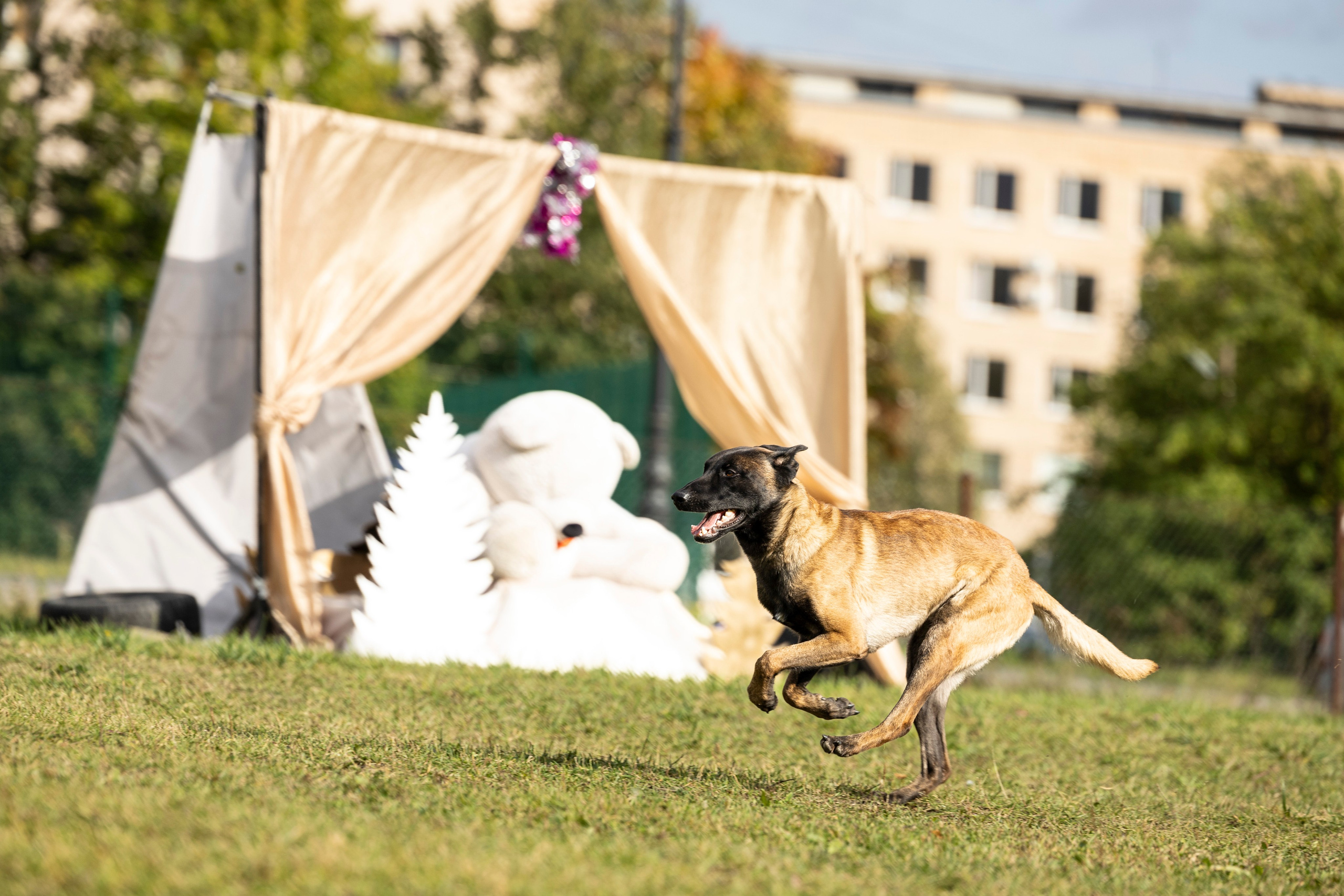 Испытания по Мондьорингу г. Пушкин. Фотограф-анималист Анна Маринич