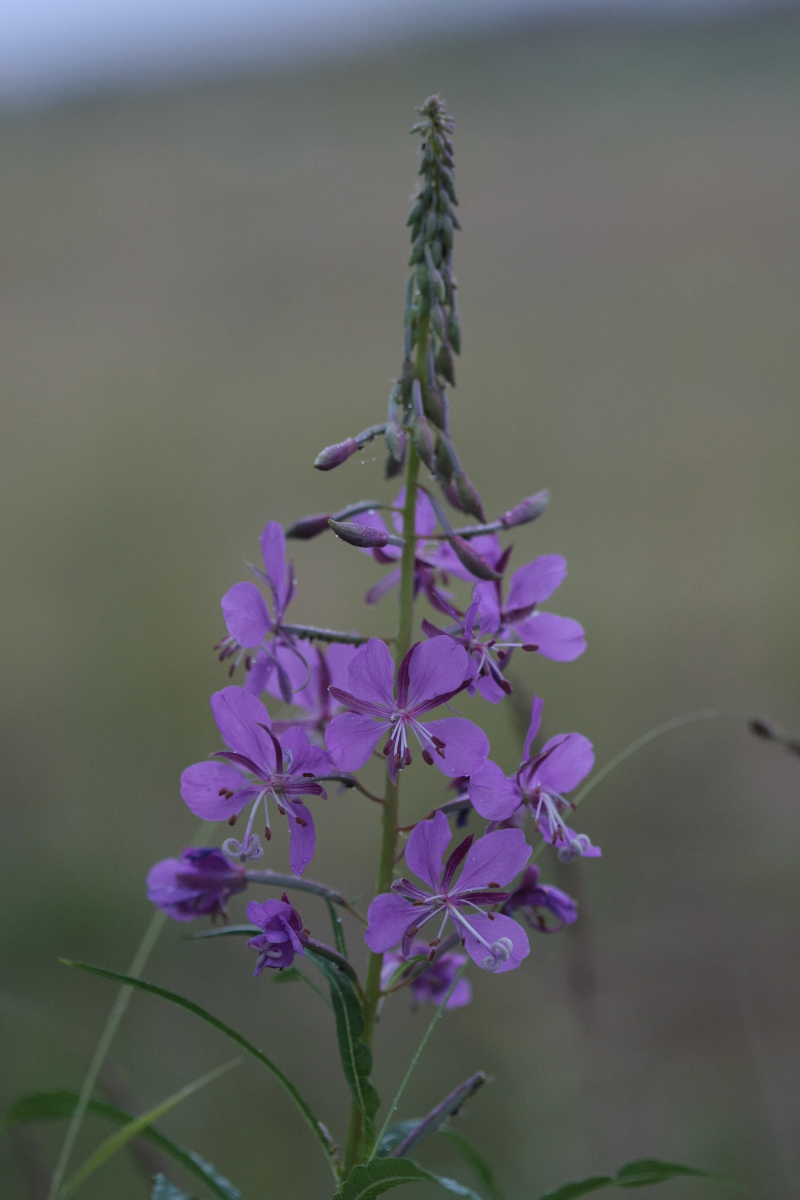 Фото Природы Забайкалья. Студия Максима Белослюдцева