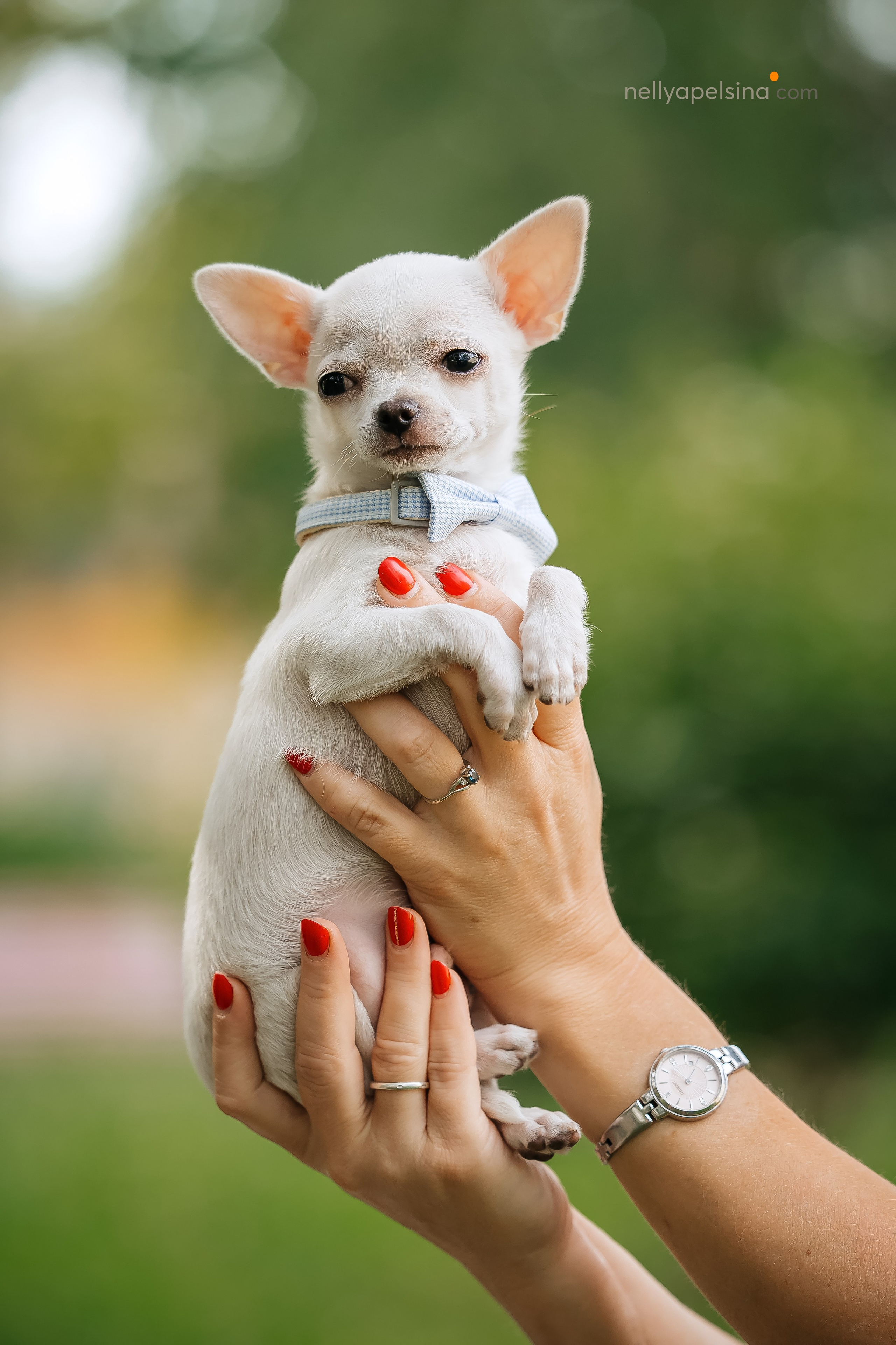 Юлия, Марсель и Маркиз. Фотограф Нелли Самойлова