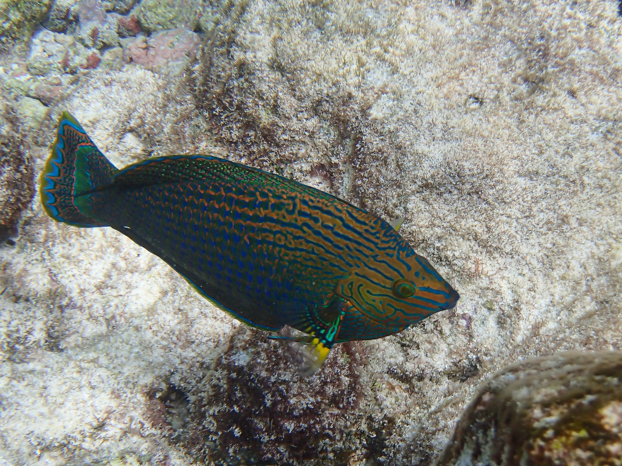 Рыбов показываю