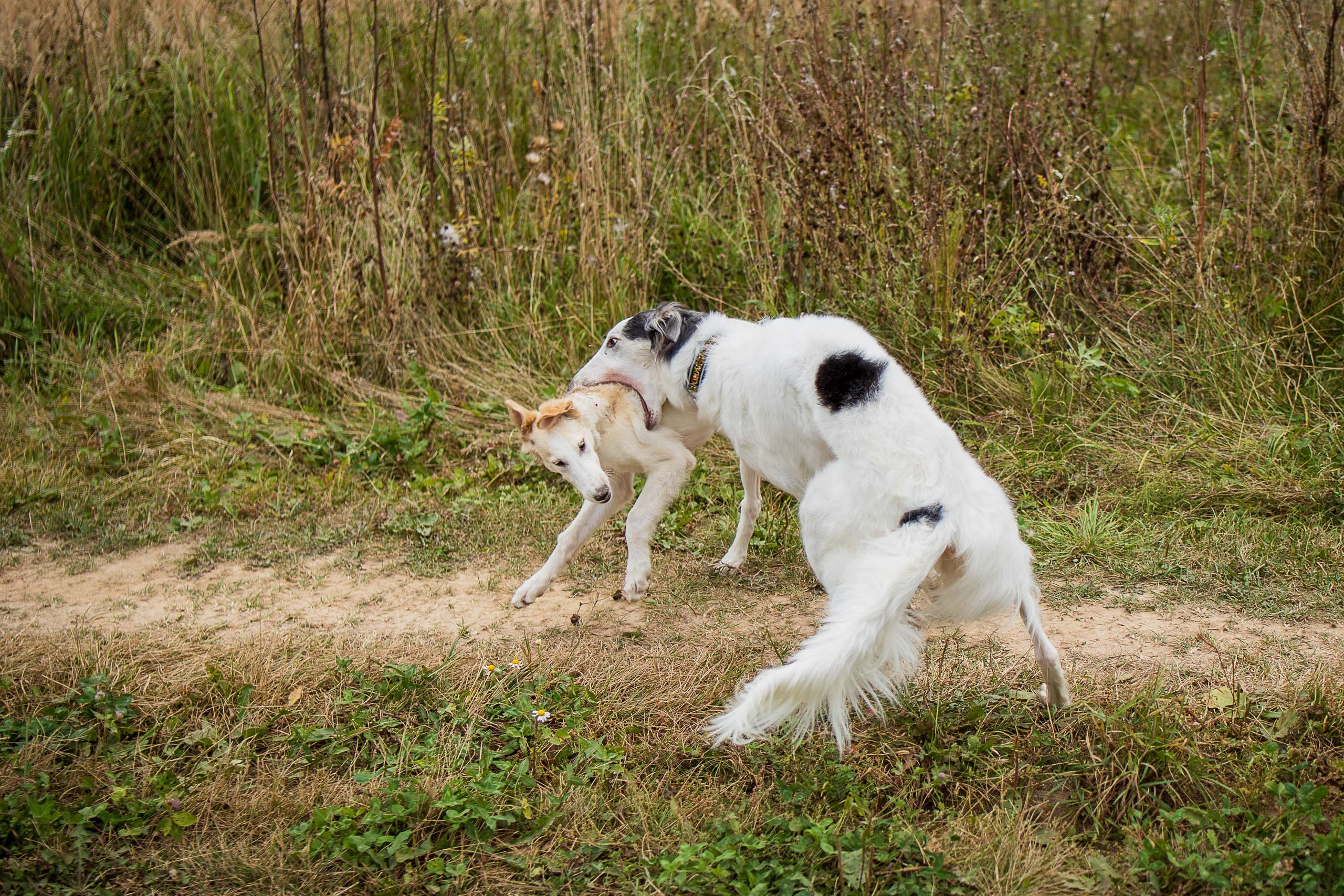 РПБ. Фотограф-анималист Александра Шеремет
