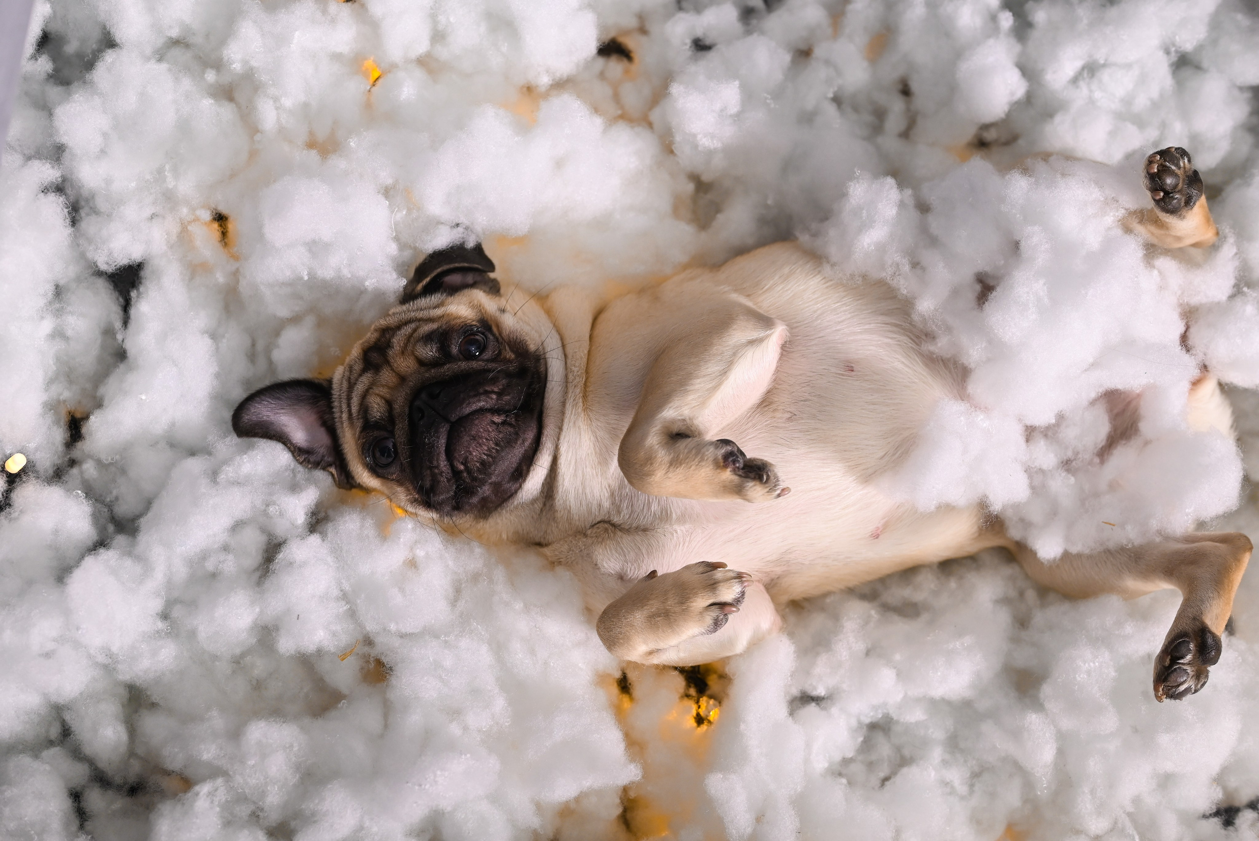 С Бонитой. Фотостудия Зефир. Фотосессии в студии под ключ. Москва. Семейные и детские фотосессии