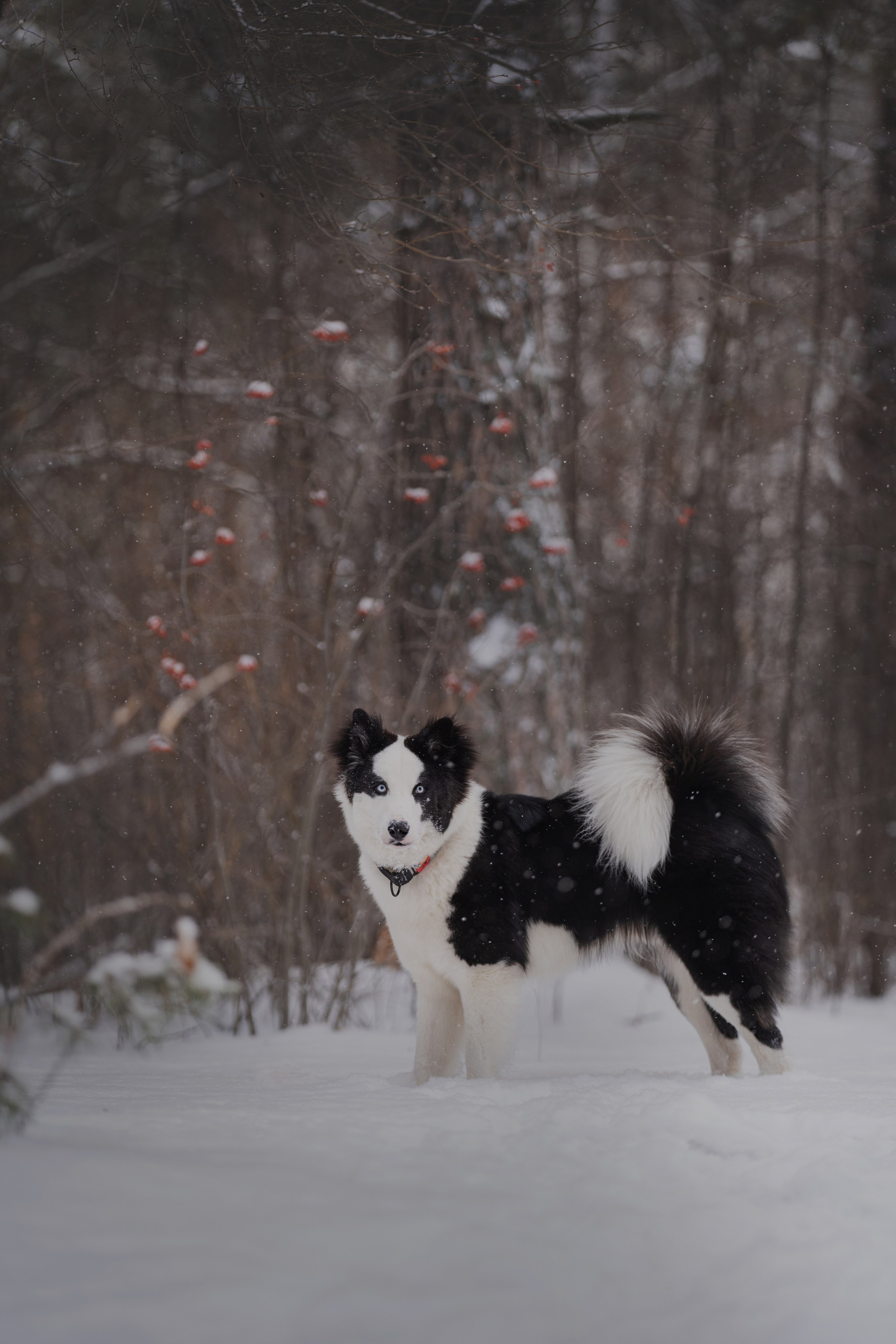 Ликер. Kameramotor74