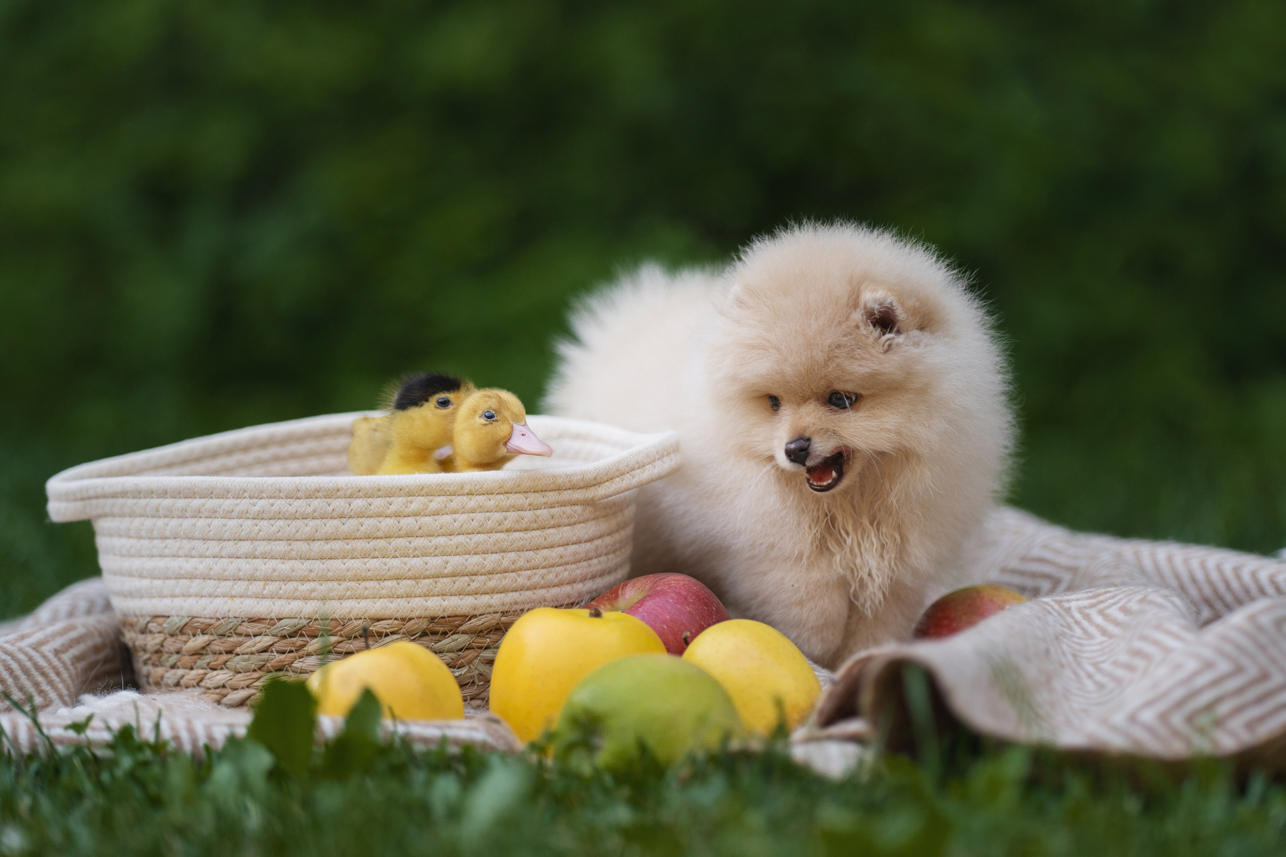 Оскар и утята. Kameramotor74