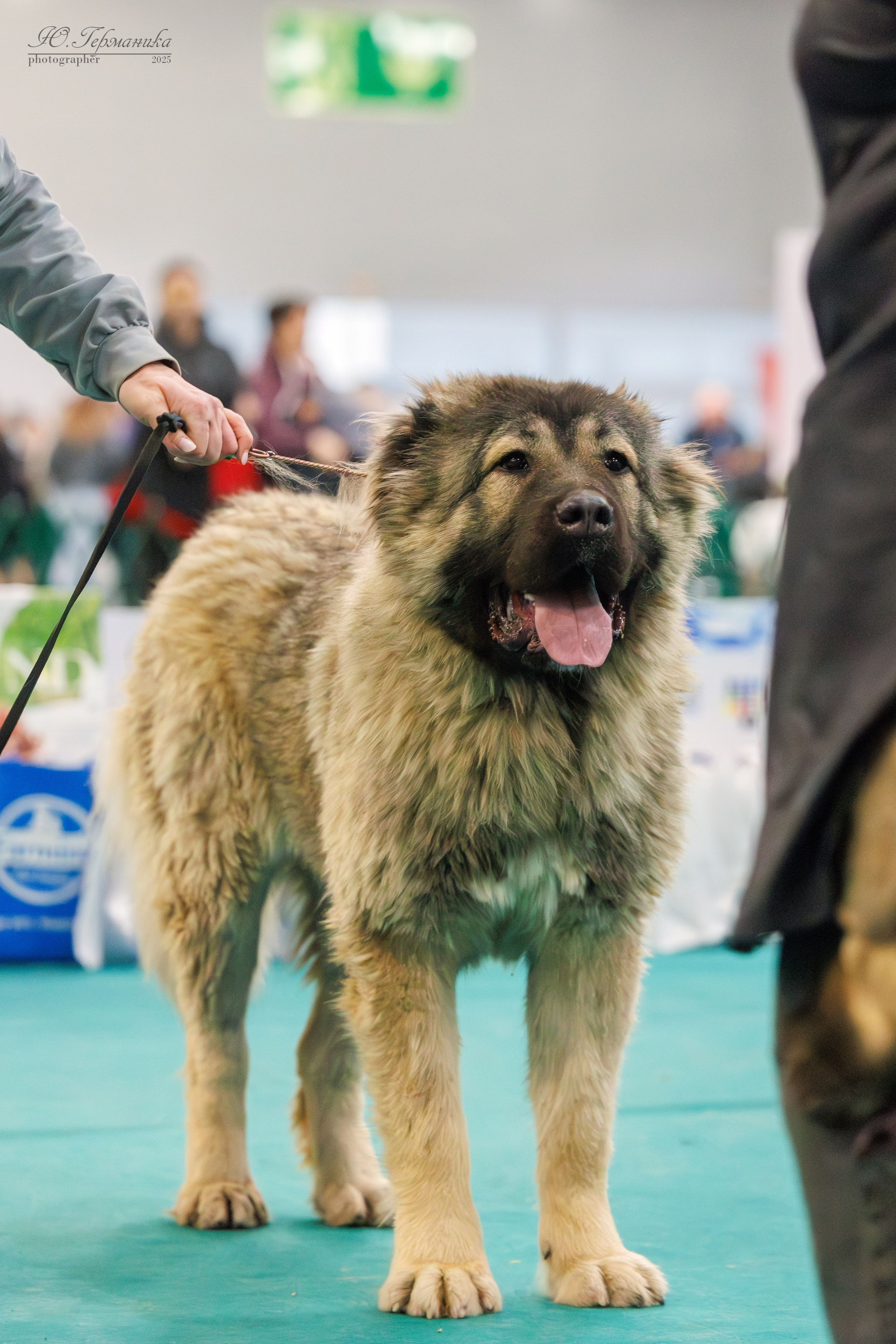 Гран-При 8.02.2025 и Крокус 09.02.2025. Фотограф-анималист Юлия Германика