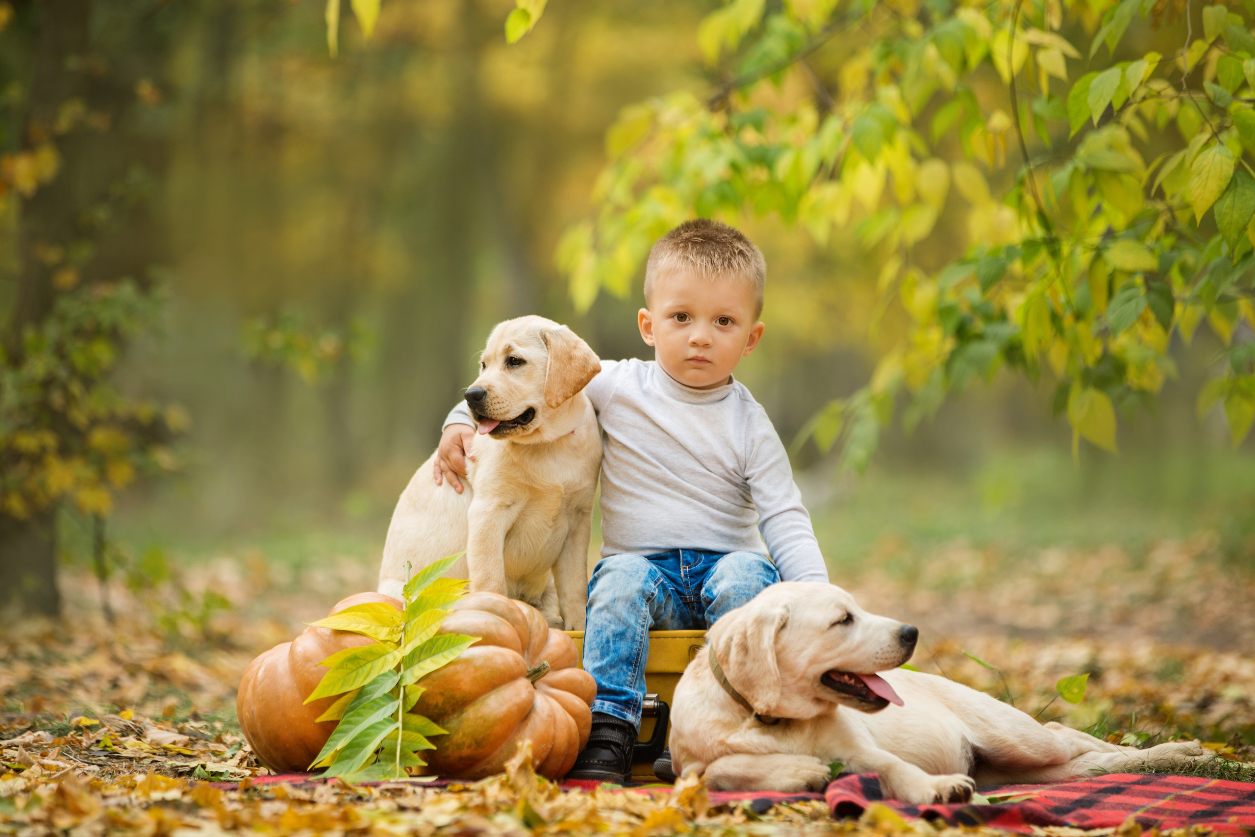 Щенки лабрадоры. Осень. Свадебный семейный и детский фотограф в Краснодаре Карина Федоровская
