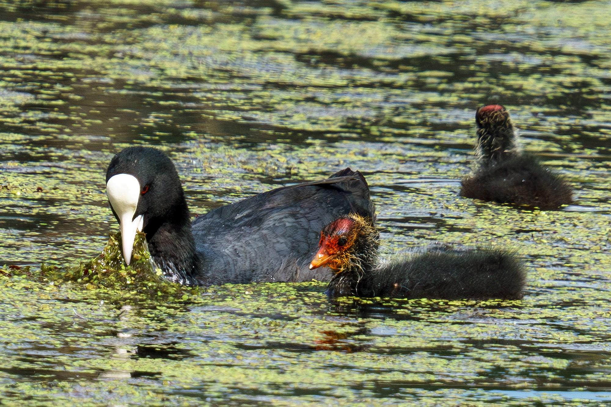 Удивительные мир птиц. Вокруг нас столько прекрасного — присмотритесь!. Ваш личный фотограф Марина Волкова