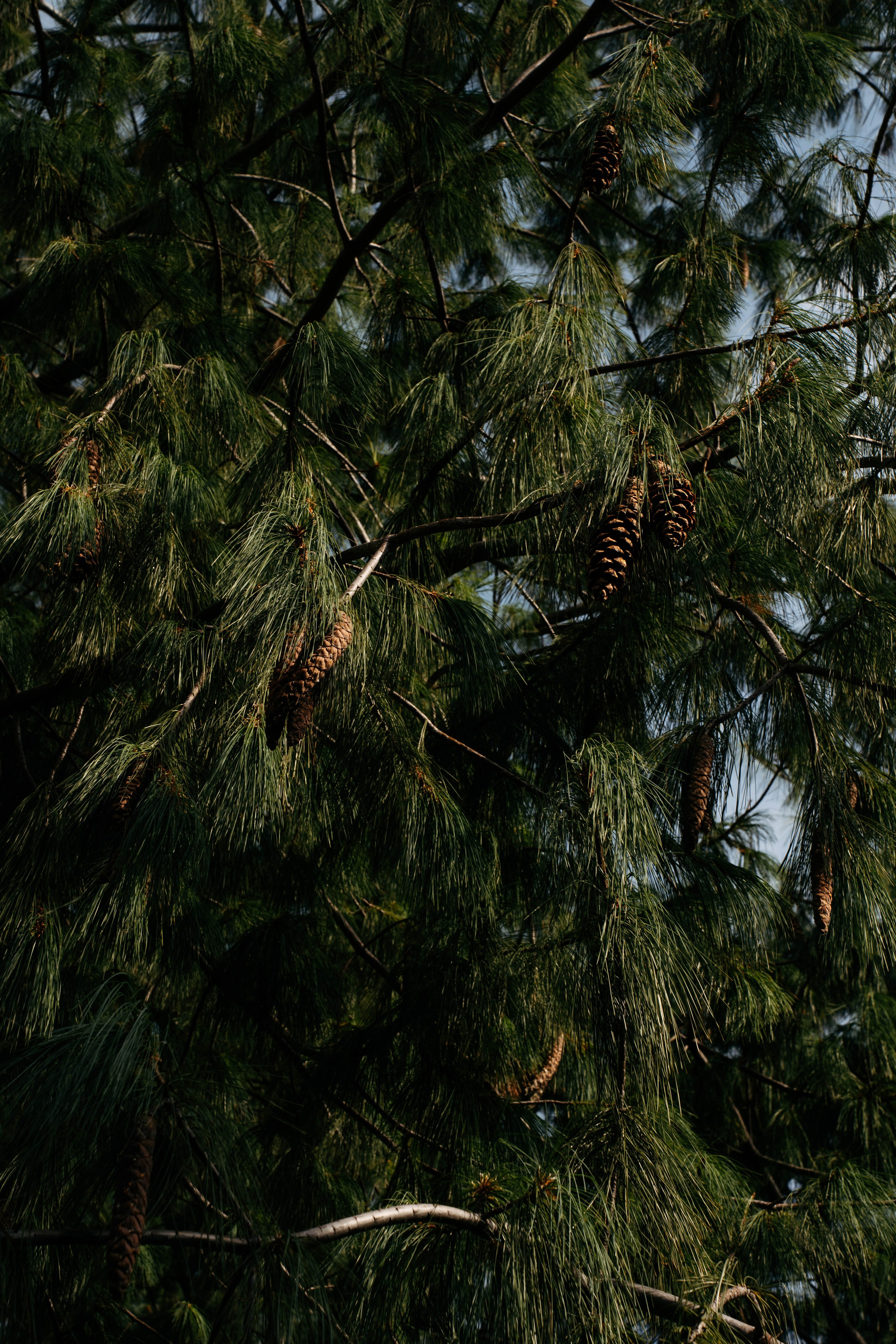 Свадьбы. Беккер Таня