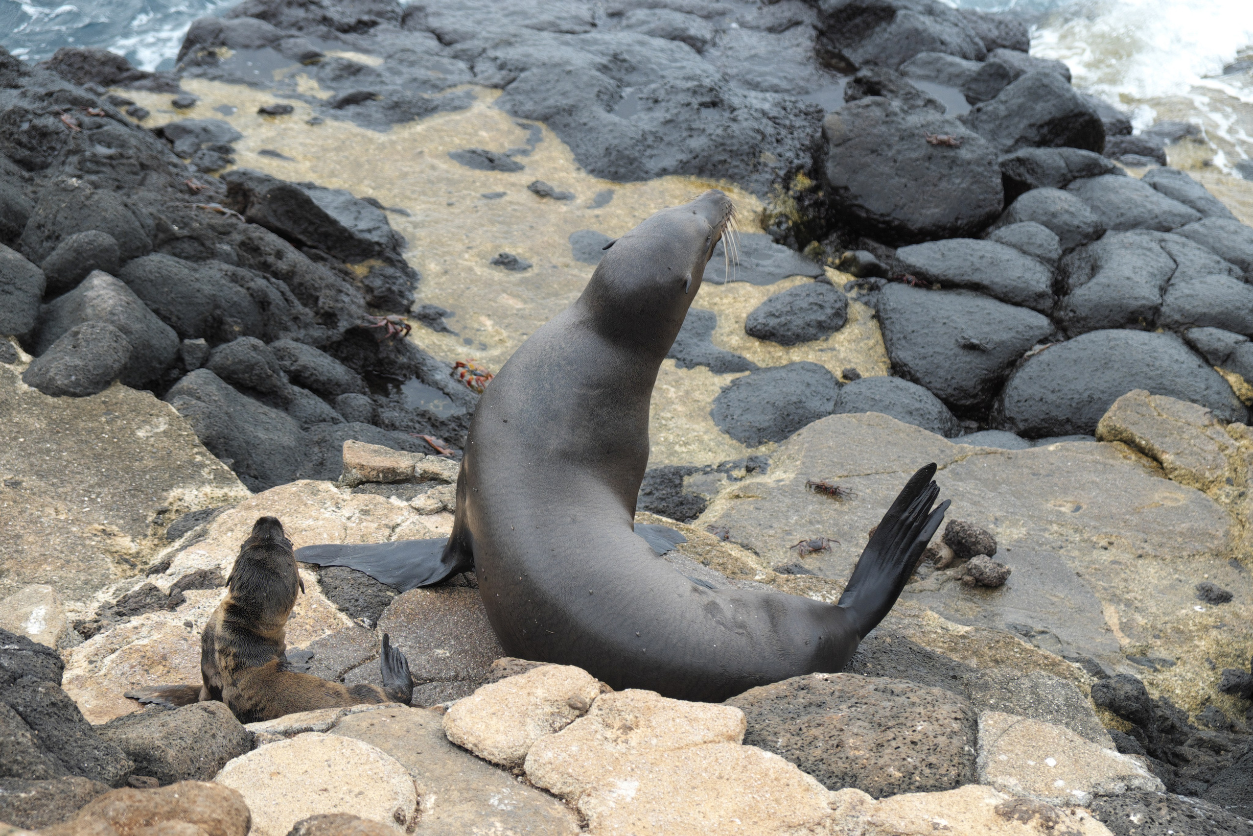 Животные. ПОБУДЬ ЗДЕСЬ И ЦЕЛЕЕ БУДЕТ ЭТОТ МИР