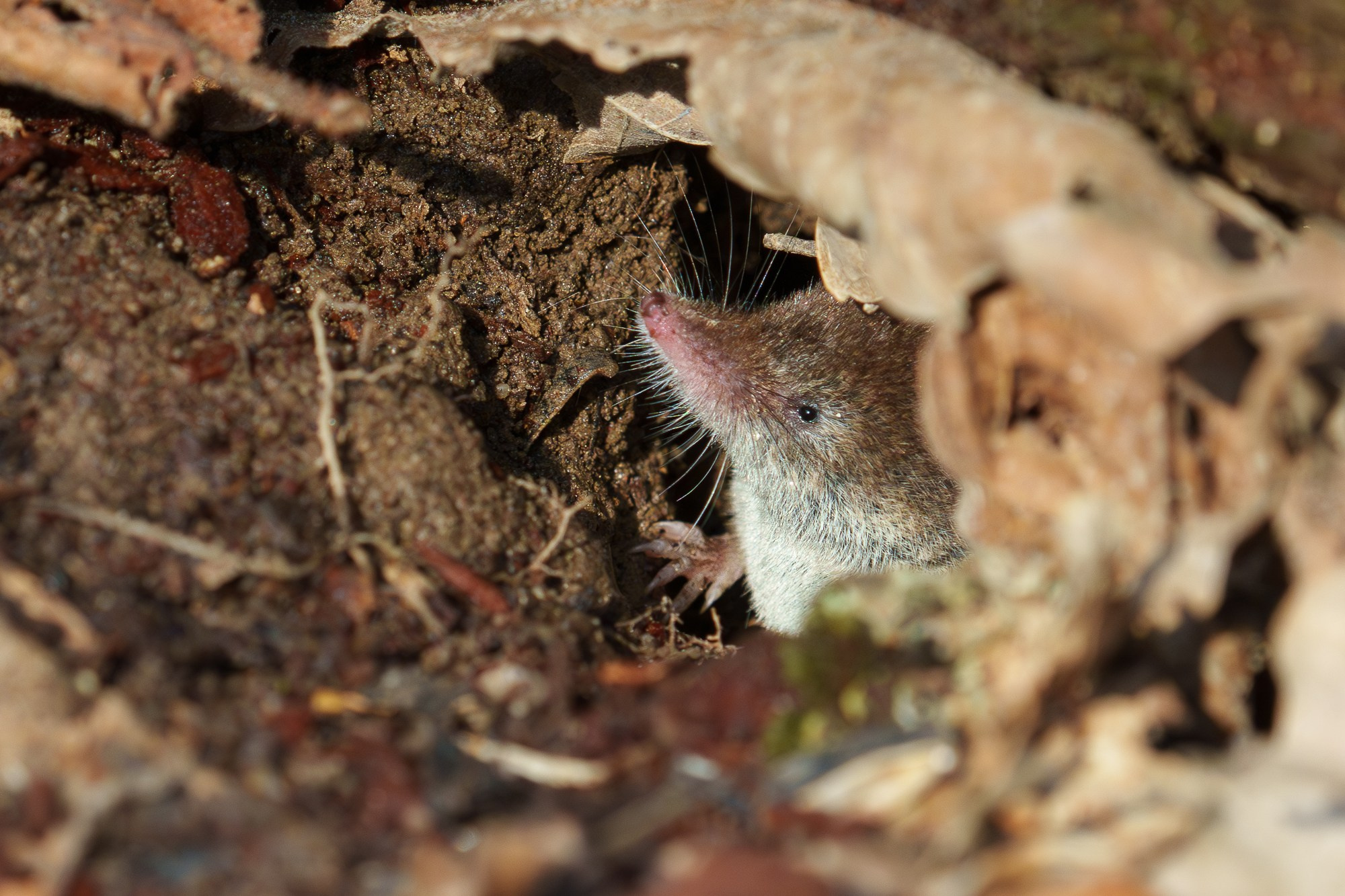 Животные. Ваш личный фотограф Марина Волкова