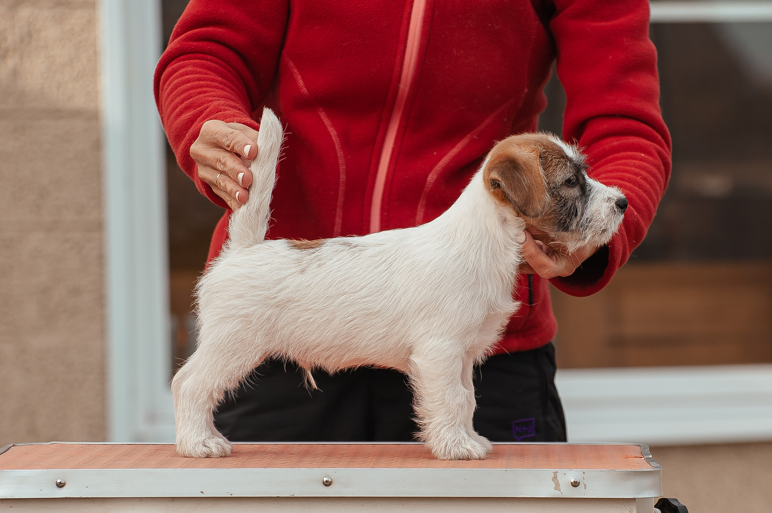 Щенок кобель ДРТ. КАНЕ МАЭСТРО — питомник Джек рассел терьеров