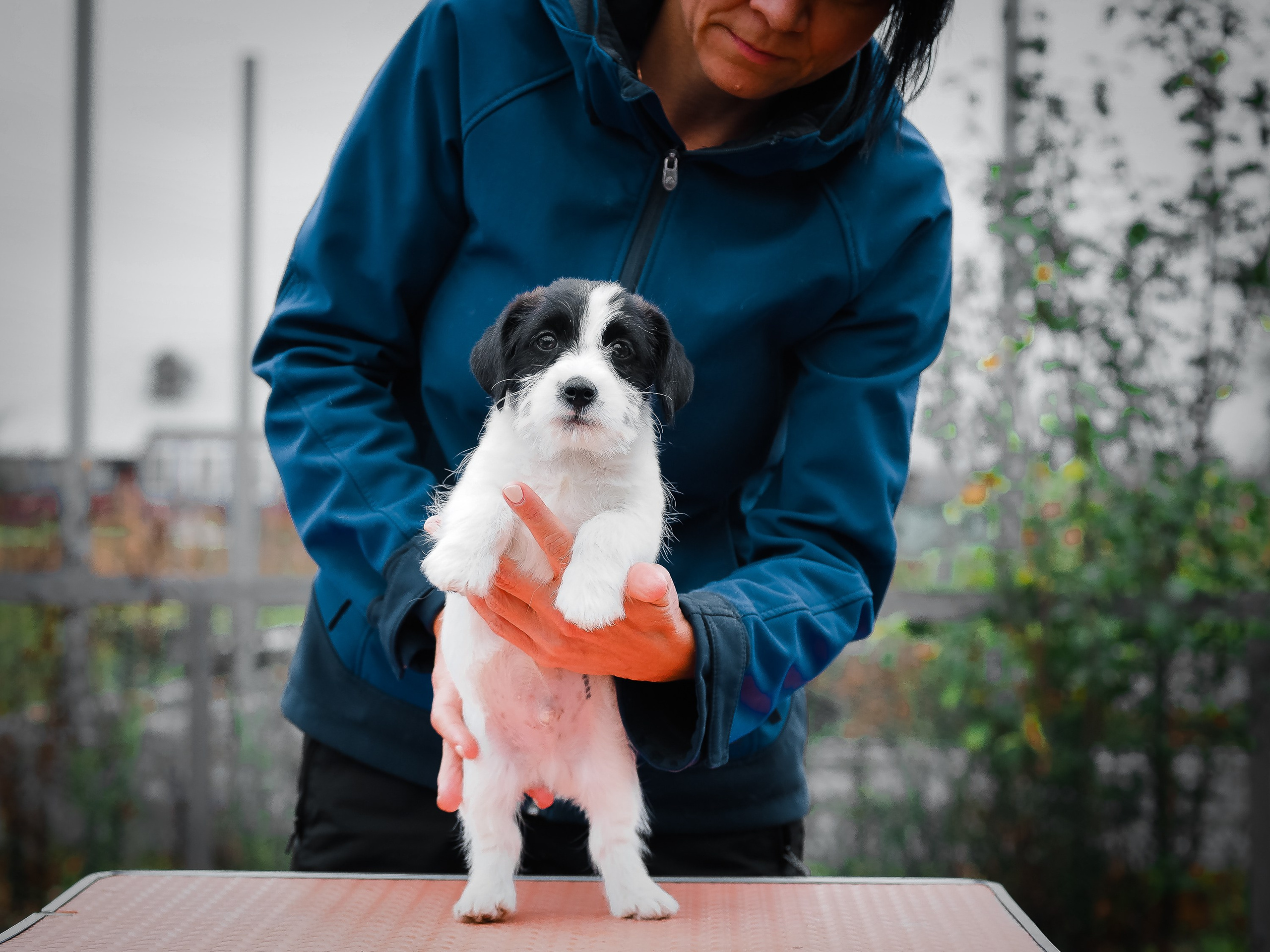 X_КОБЛ_4_БЕЛ_ЧЕРН. CANE MAESTRO — kennel Jack Russell Terrier