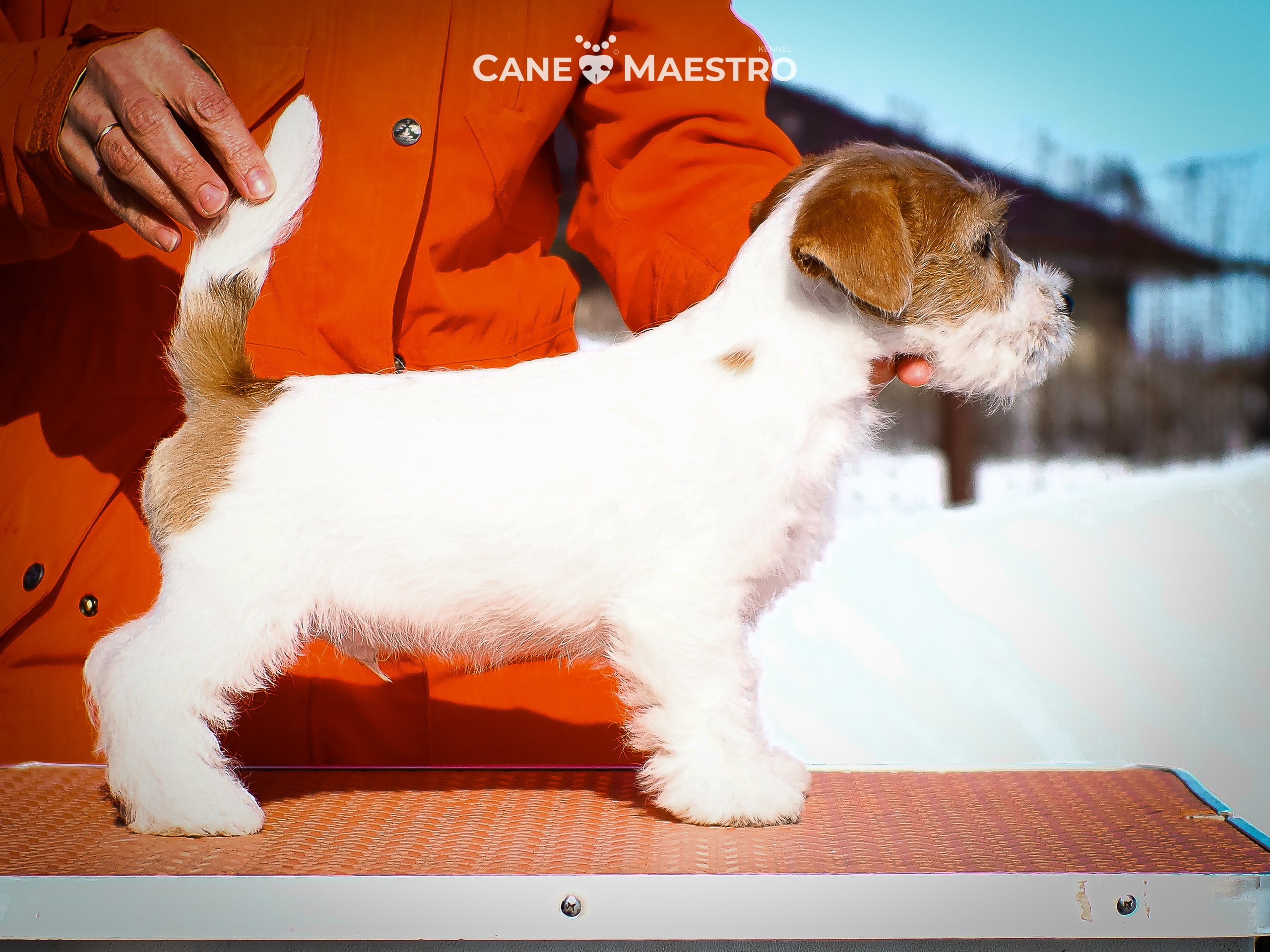 КОБ_2_Б_21_01_25. CANE MAESTRO — kennel Jack Russell Terrier