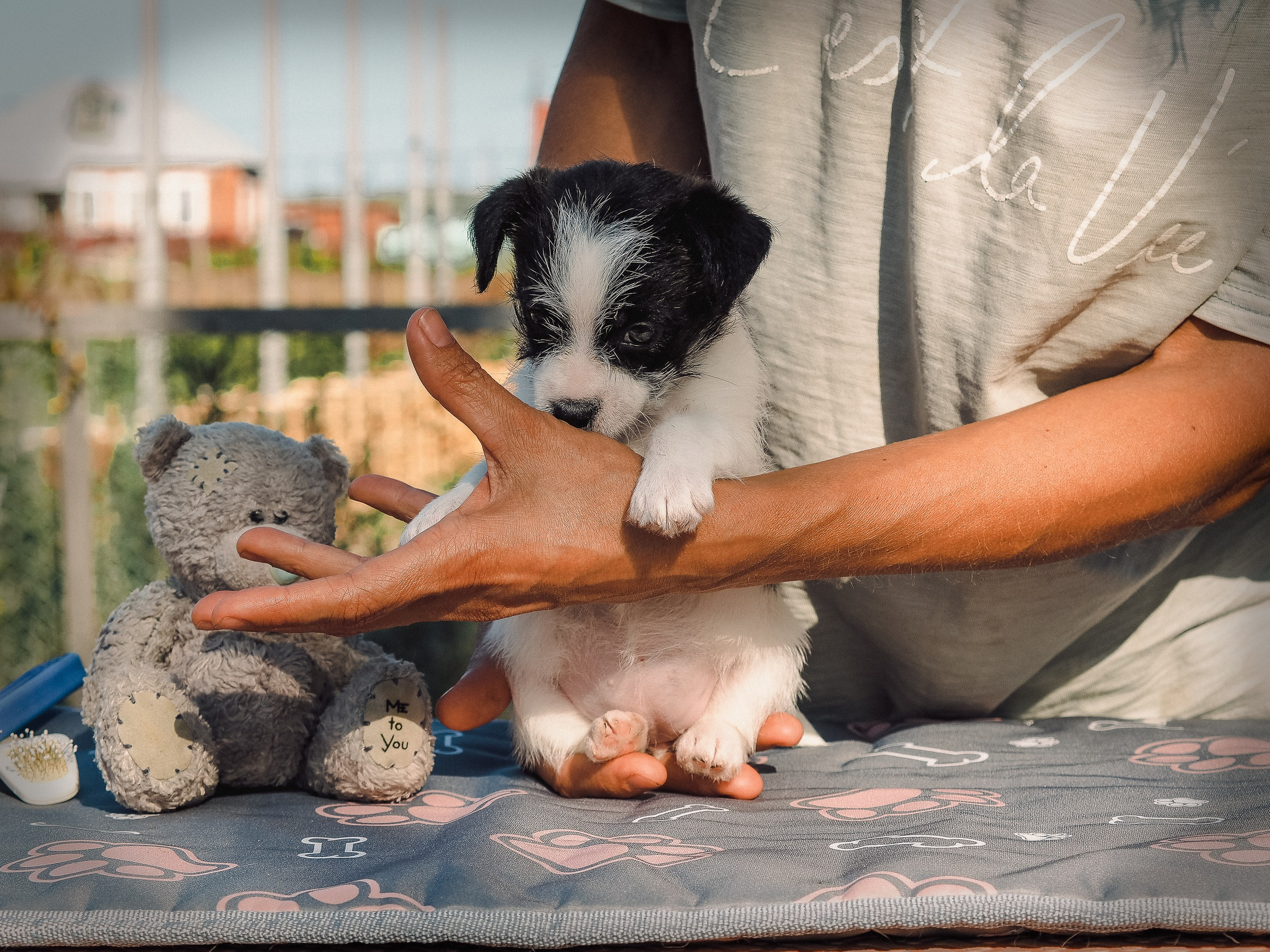 Бело-черная красавица джек-рассел-терьер. КАНЕ МАЭСТРО — питомник Джек рассел терьеров
