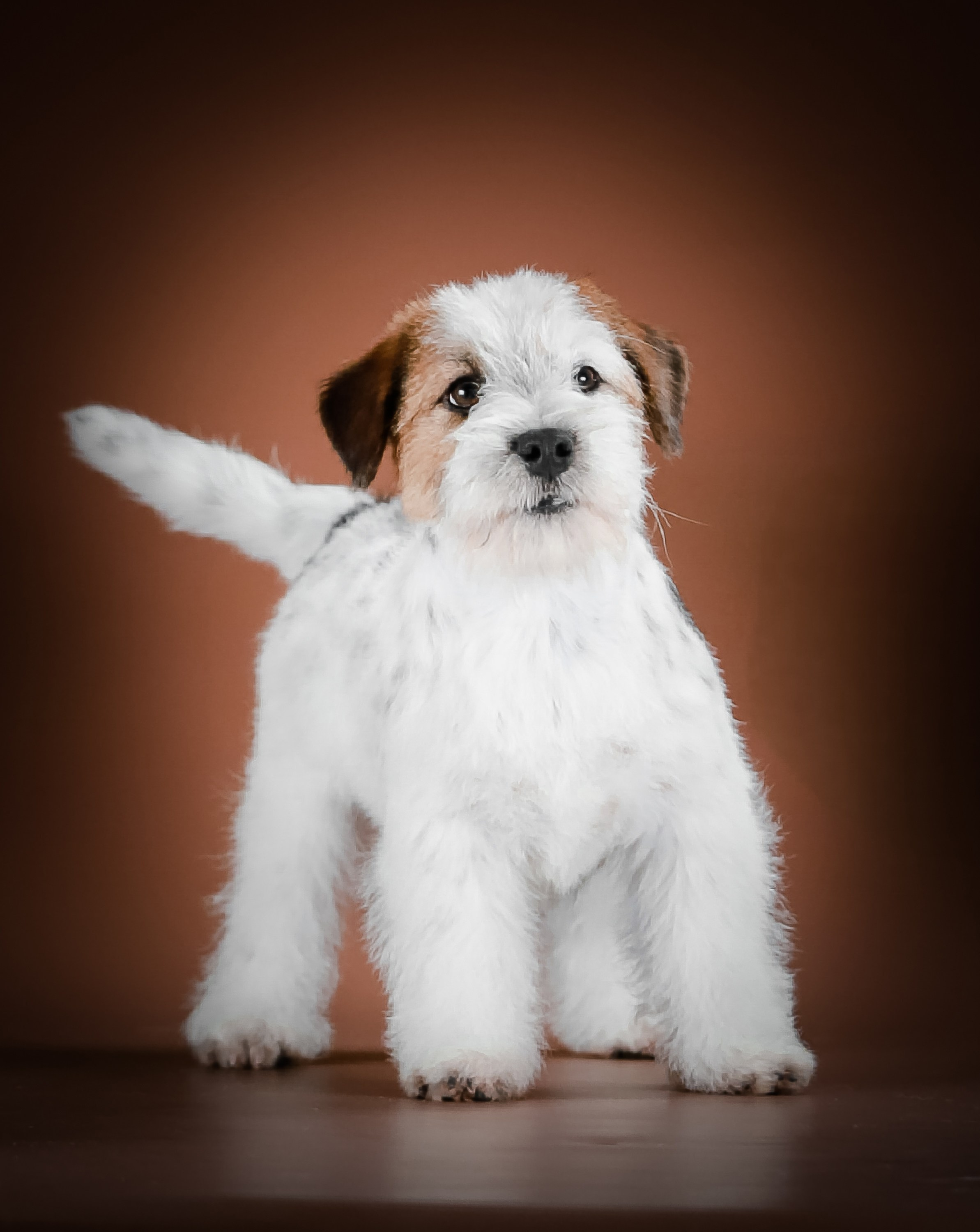 Триколорный кобель. Жесткошерстный. Джек рассел терьер продажа. КАНЕ МАЭСТРО — питомник Джек рассел терьеров