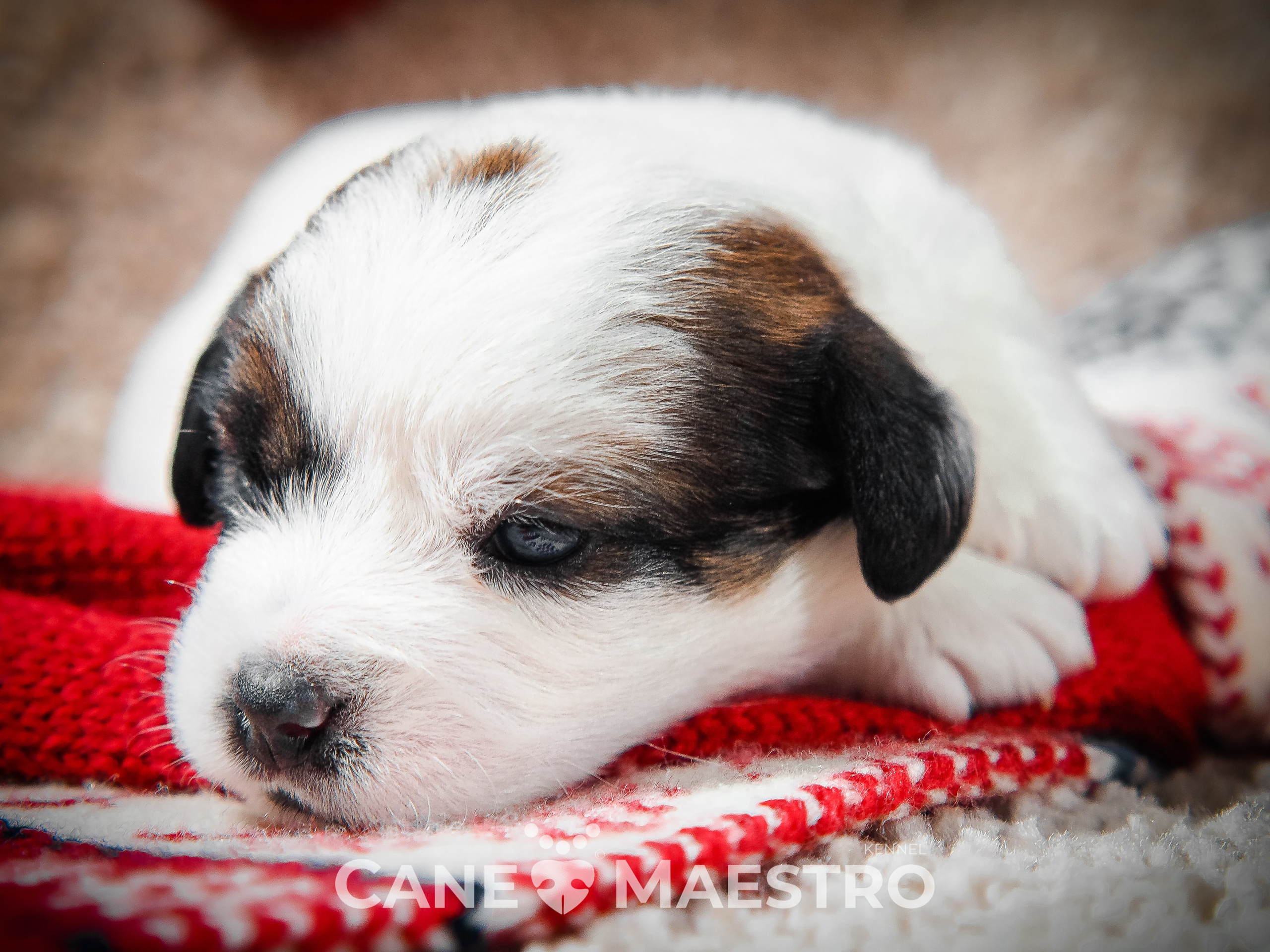 3_Девочка_СНЕЖНАЯ_Ц. CANE MAESTRO — kennel Jack Russell Terrier