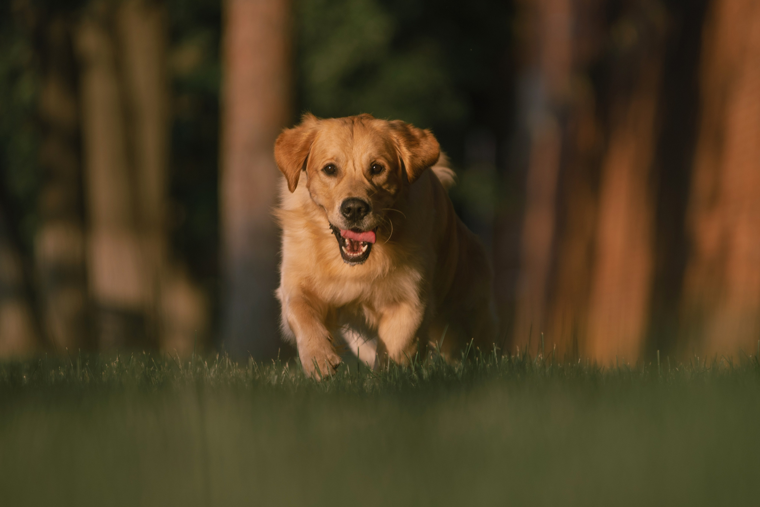 Светлана и Чарли в Нижнем Новгороде. Фотограф Анна Тюрина