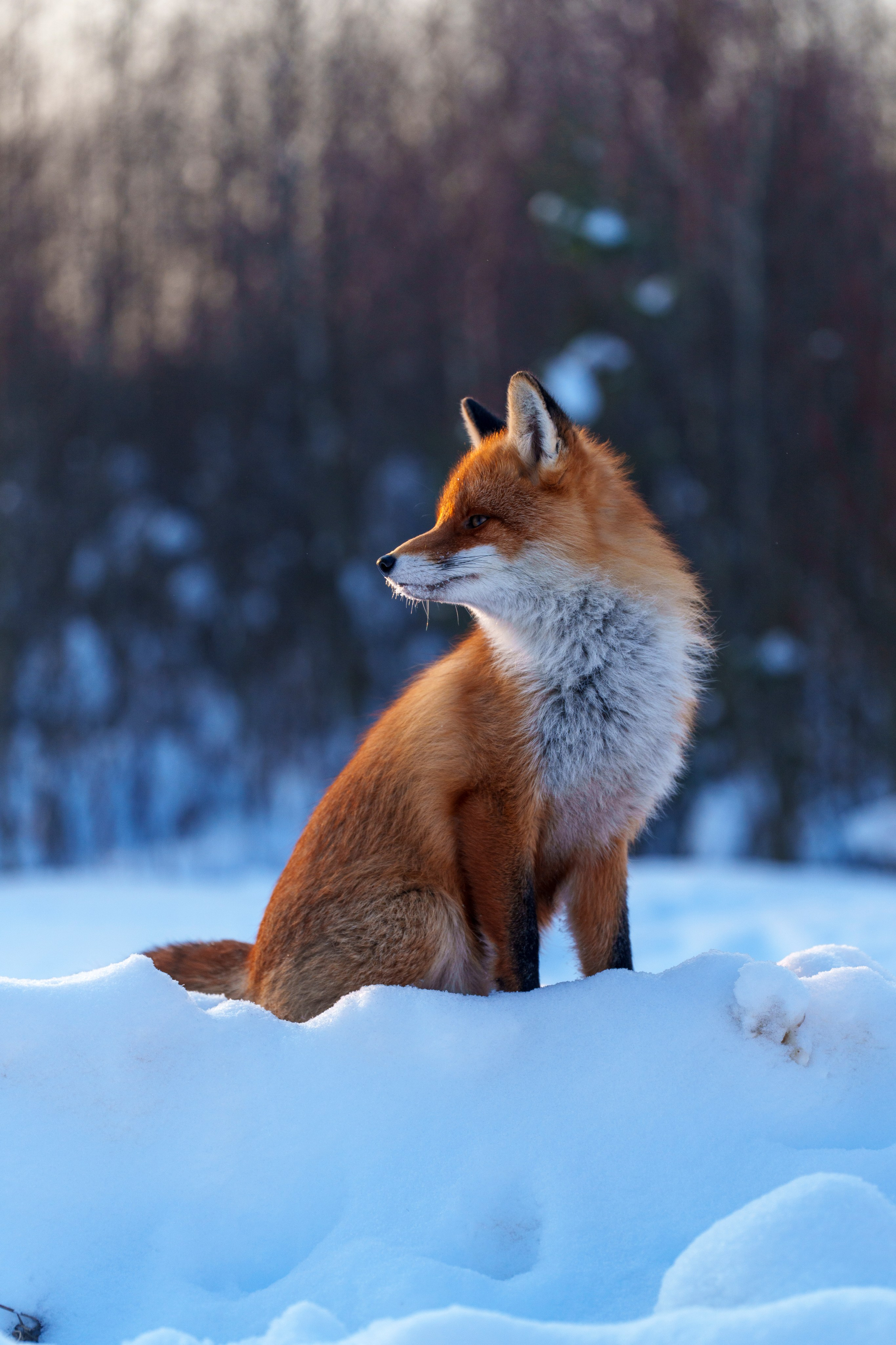 Animals — Животные