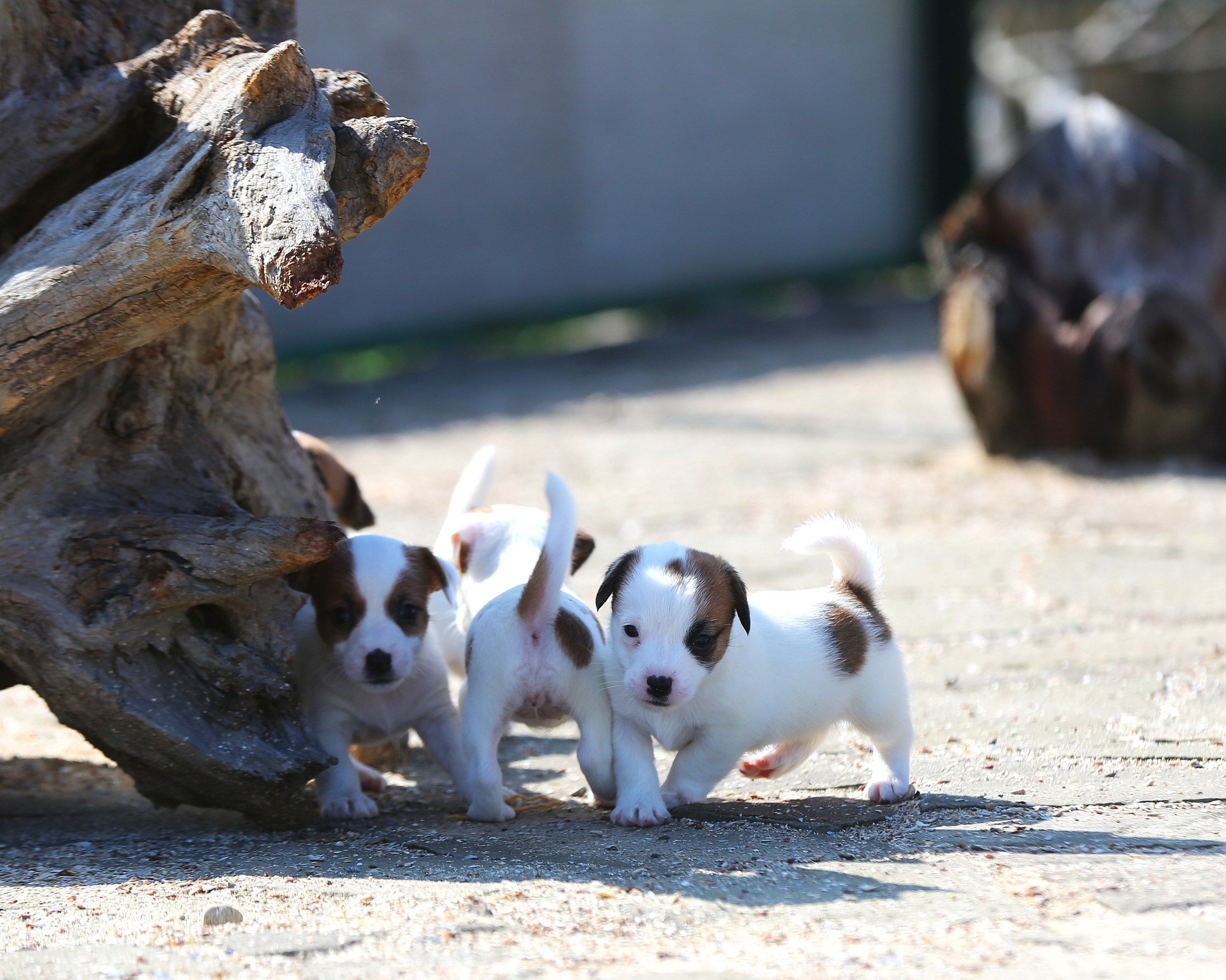 Общий альбом. Lovely-Orange питомник джек рассел терьеров