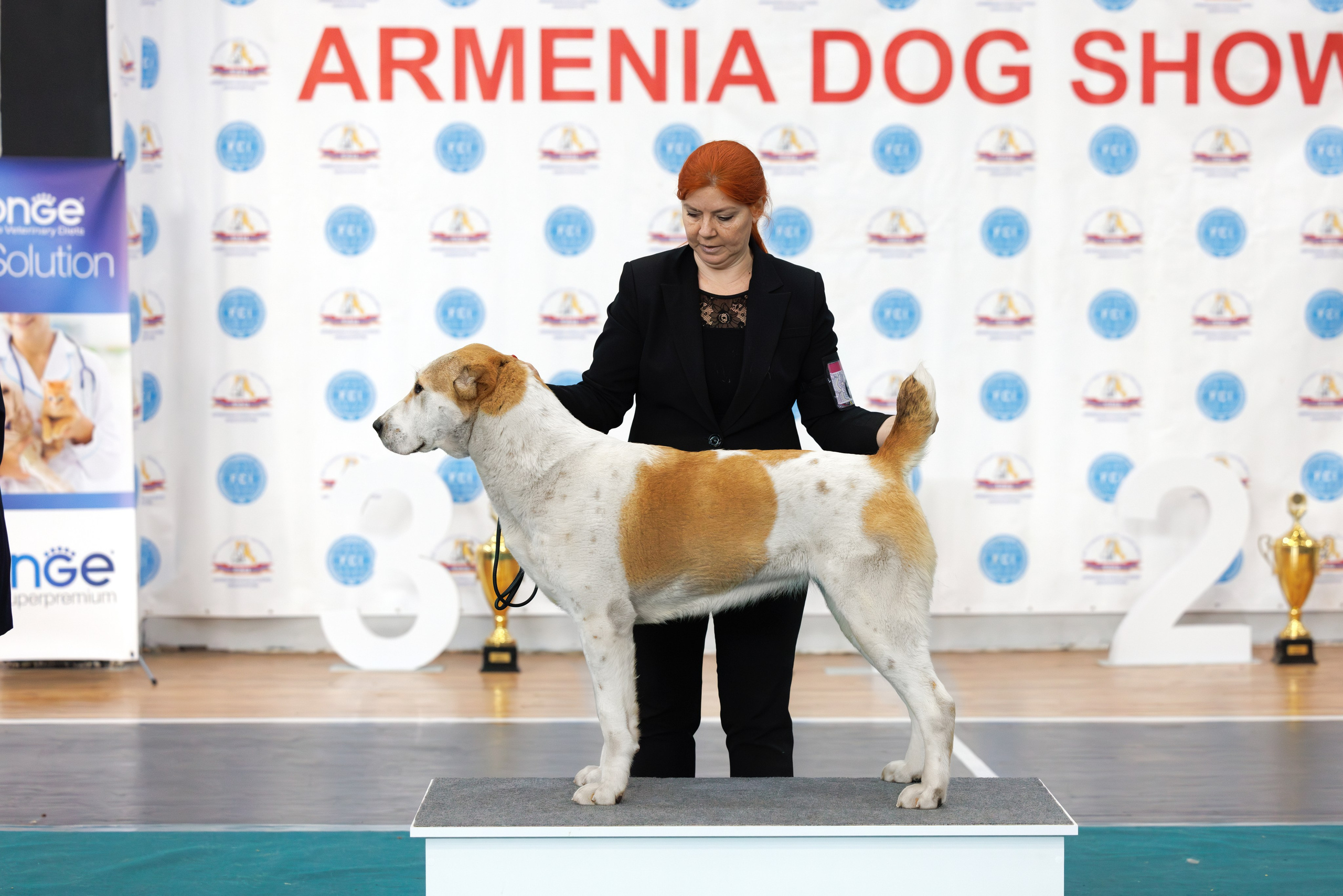 Ереван 2х CACIB 29-30.04.2025. Фотограф-анималист Юлия Германика