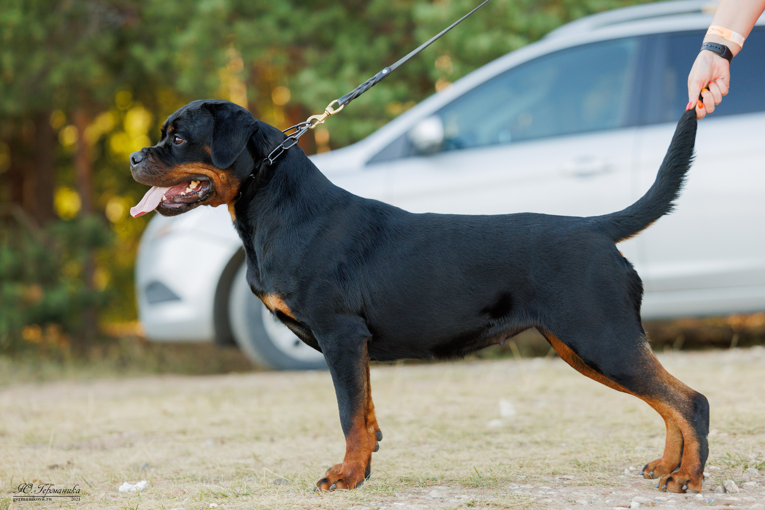 ПК и КЧК ротвейлеры Тверь 6-7.07.2024. Фотограф-анималист Юлия Германика