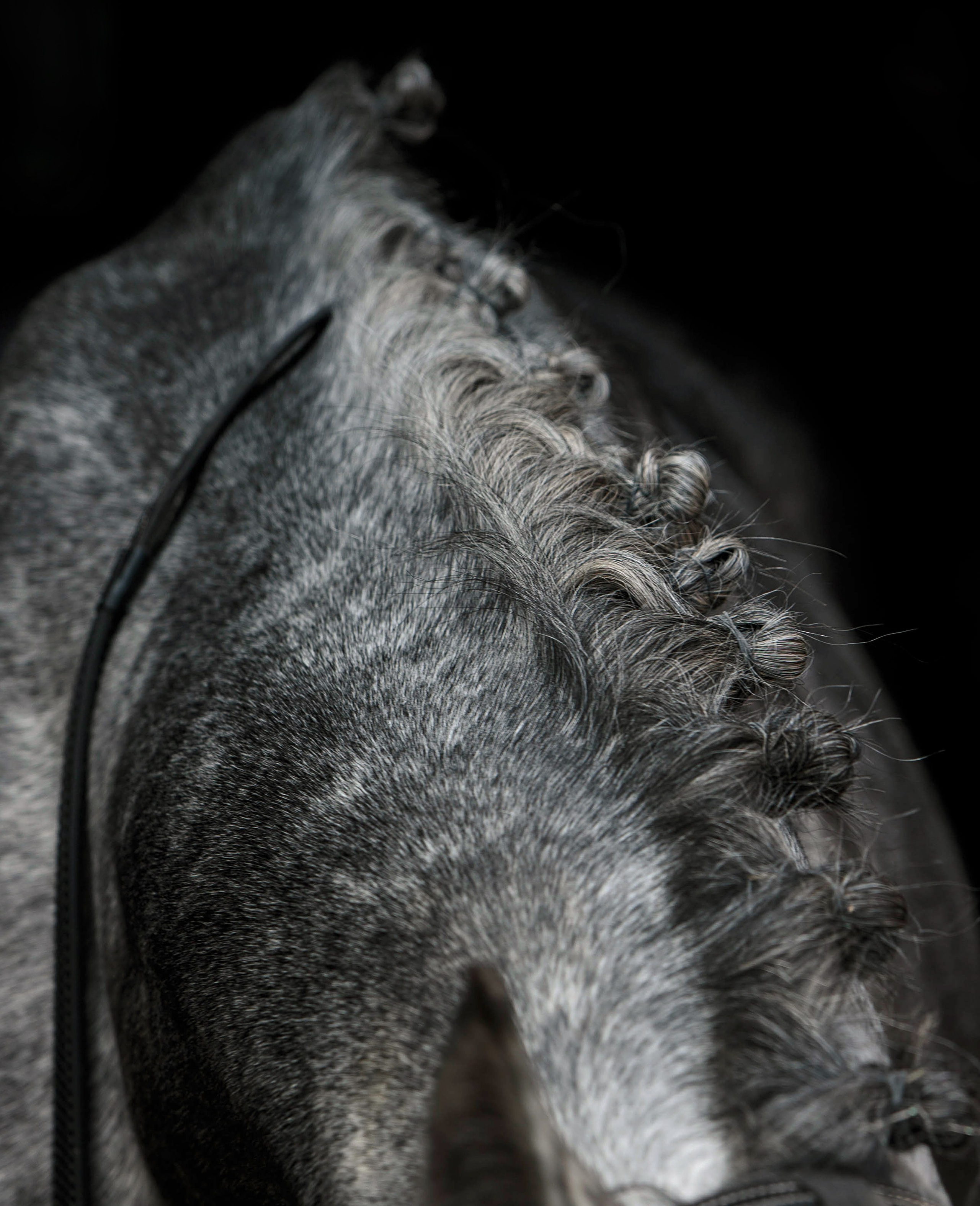 СЪЕМКА ЛОШАДЕЙ. Конный фотограф в Красноярске — Любовь Похабова