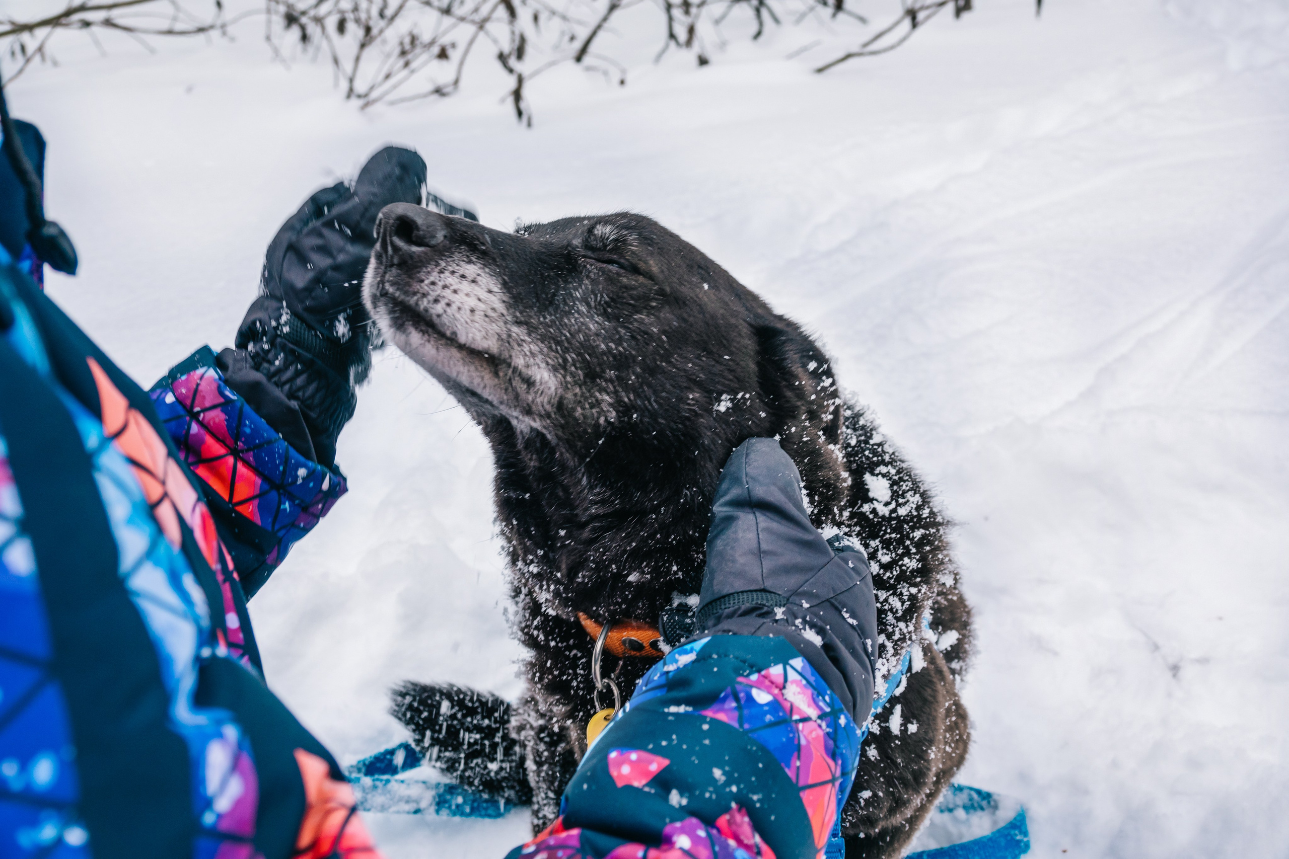 Мокрые носы: Булка, Черни и Марк💔 #ищудом. Фотограф-анималист в Москве Юлия Лайхо