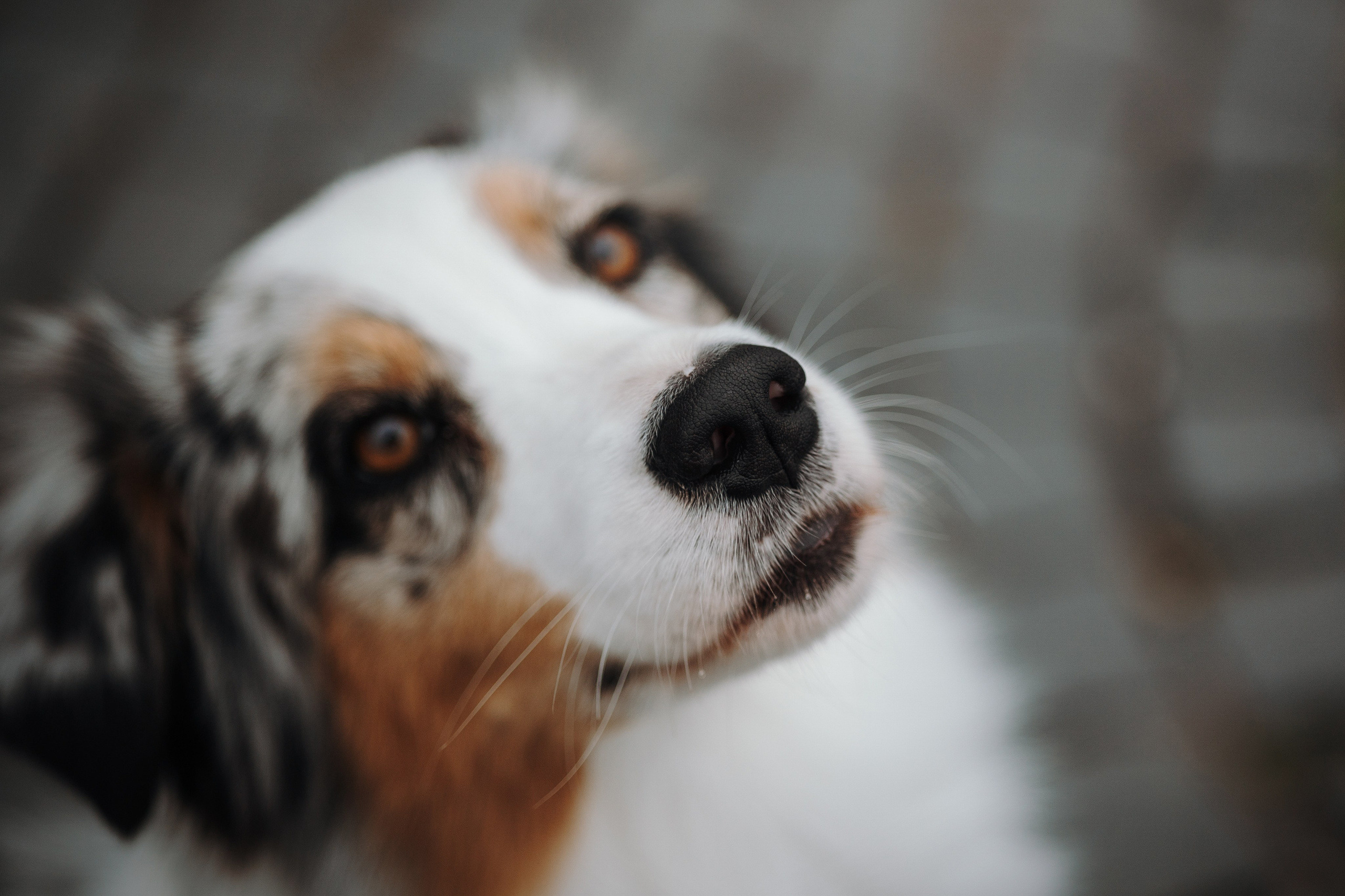 Ирина и Кайса. Фотограф — Анималист | Санкт-Петербург