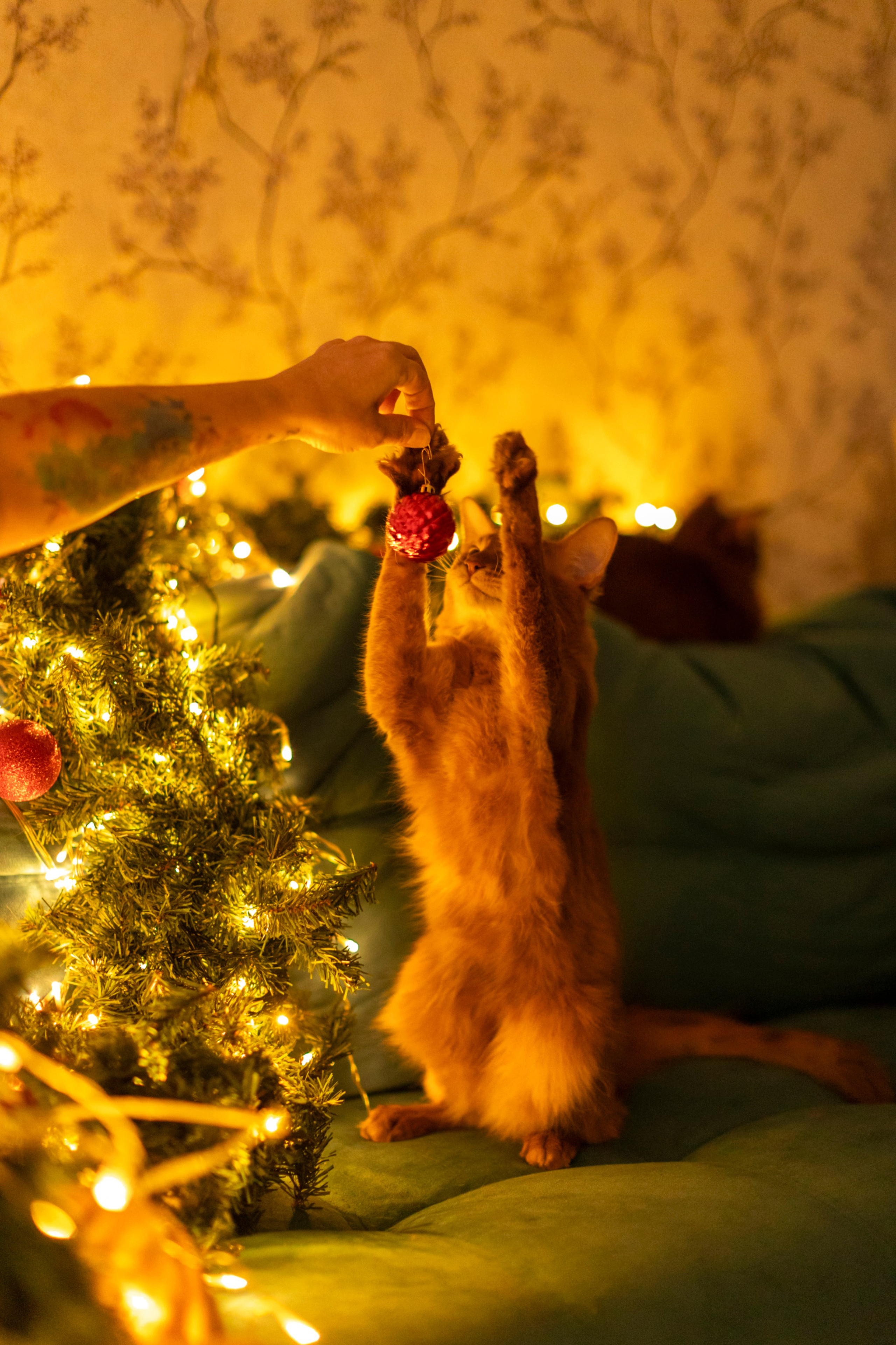 Сомали. Art my Pho