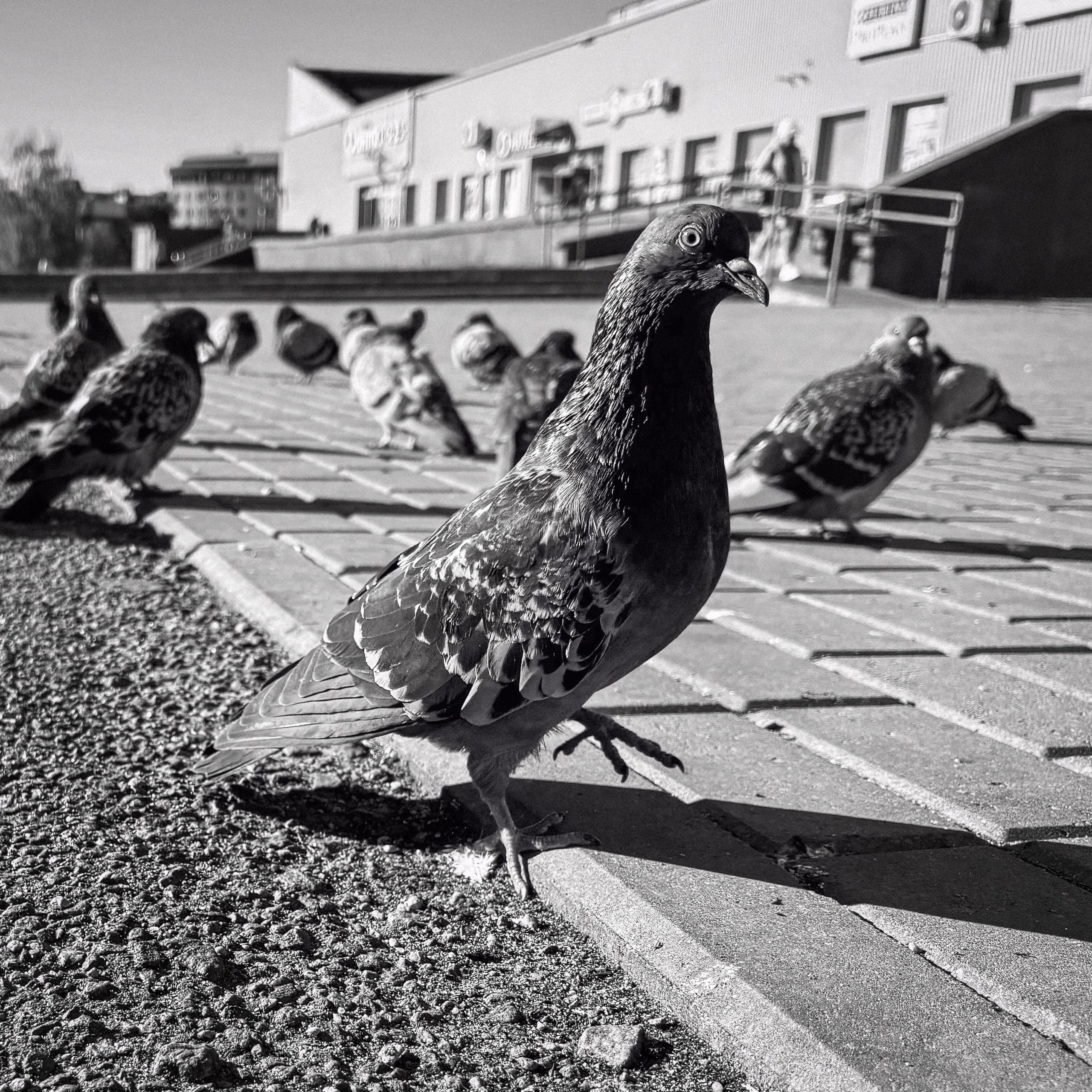 Минск. Фотограф Антон Швец — Монохромная реальность