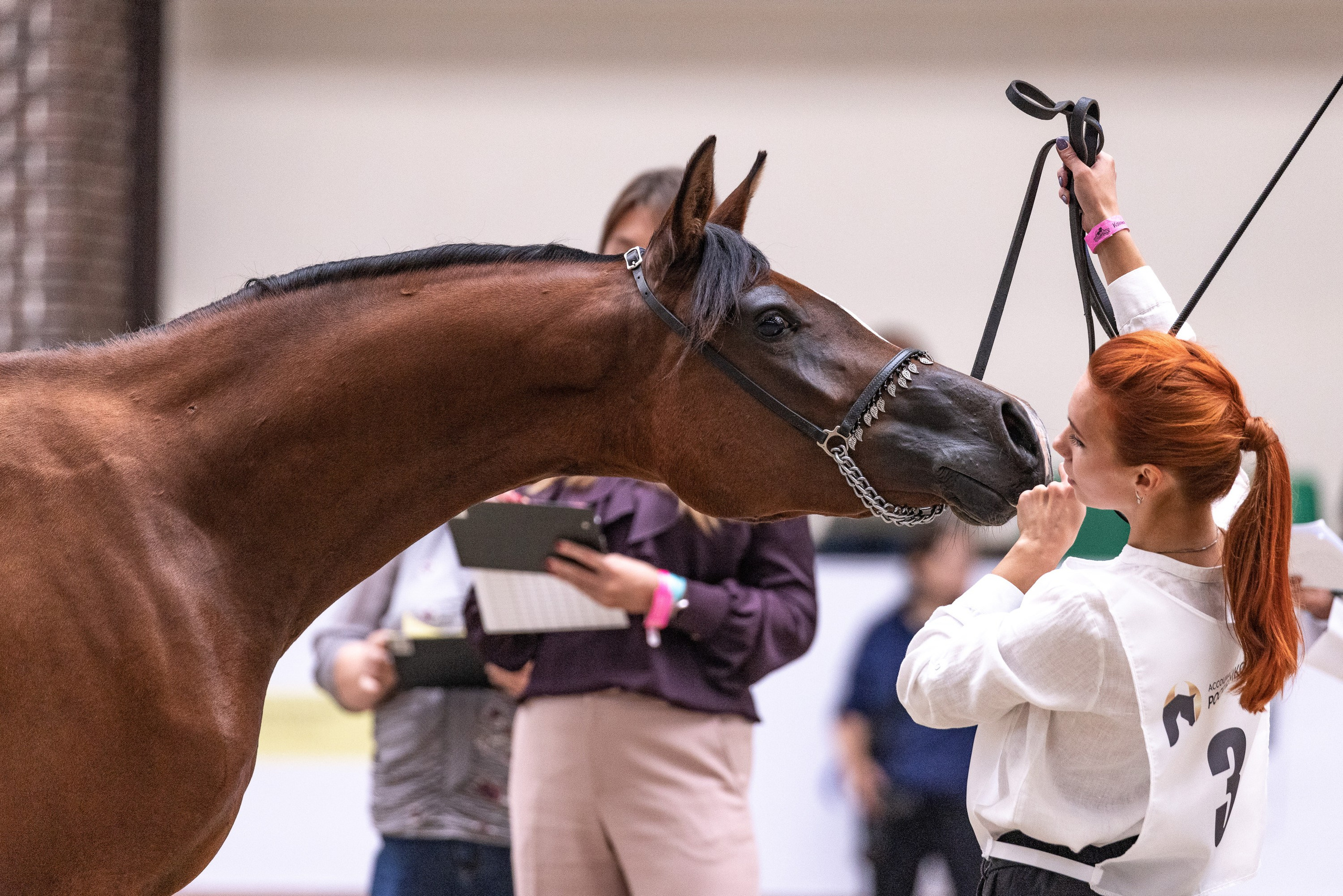 Конные выставки. Mrs.Aquarelia Конный фотограф Марианна Леонтьева