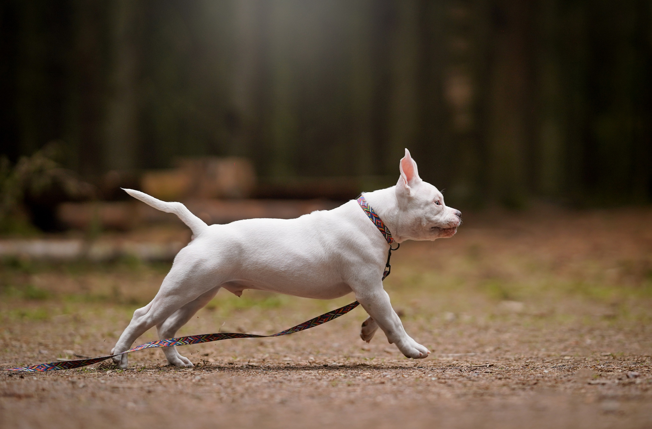 Щенки булли. Фотограф-анималист в Санкт-Петербурге Яна Мартынова
