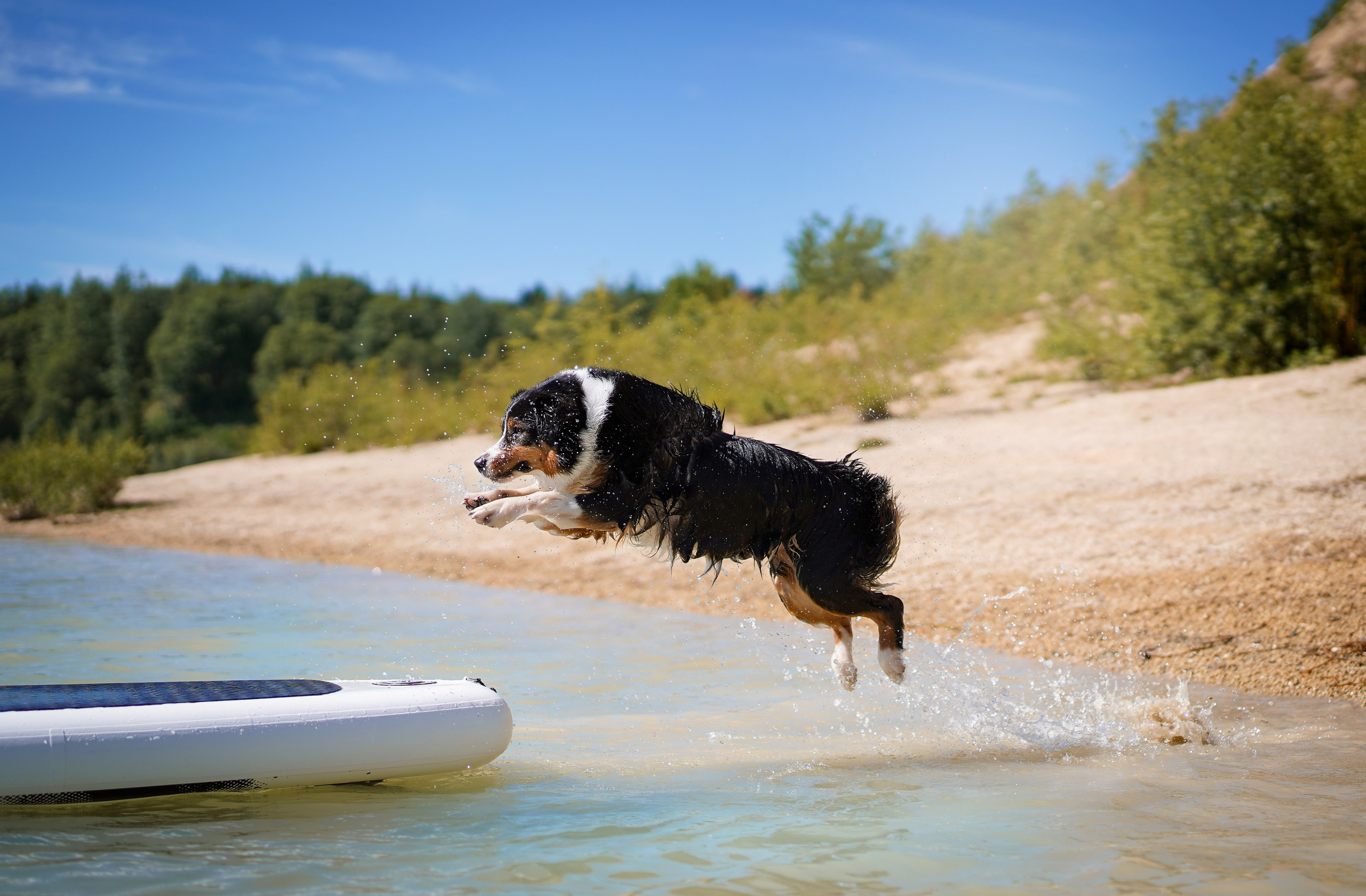 Аусси на карьерах. Фотограф-анималист в Санкт-Петербурге Яна Мартынова