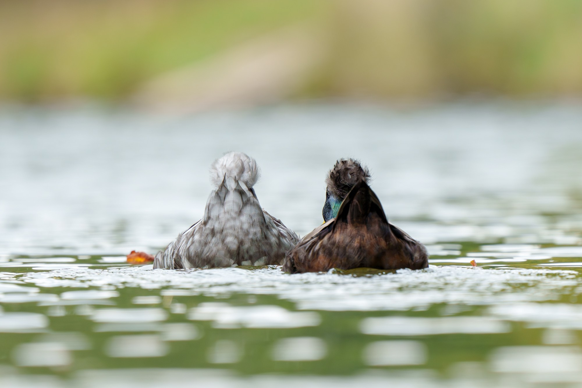 Удивительные мир птиц. Вокруг нас столько прекрасного — присмотритесь!. Ваш личный фотограф Марина Волкова