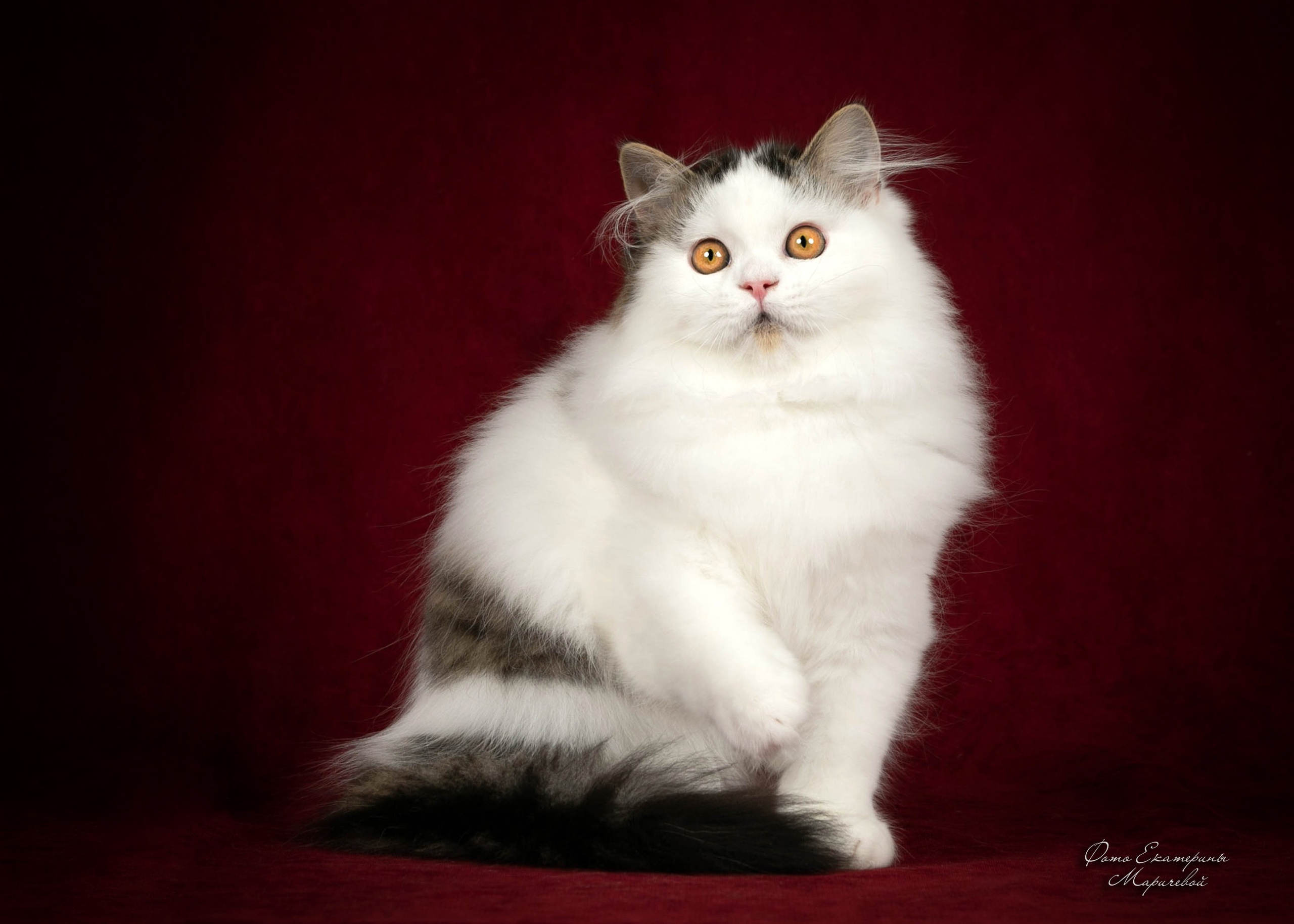 Стендовая съёмка на выставках кошек. Фотограф-анималист в Омске Екатерина Маричева