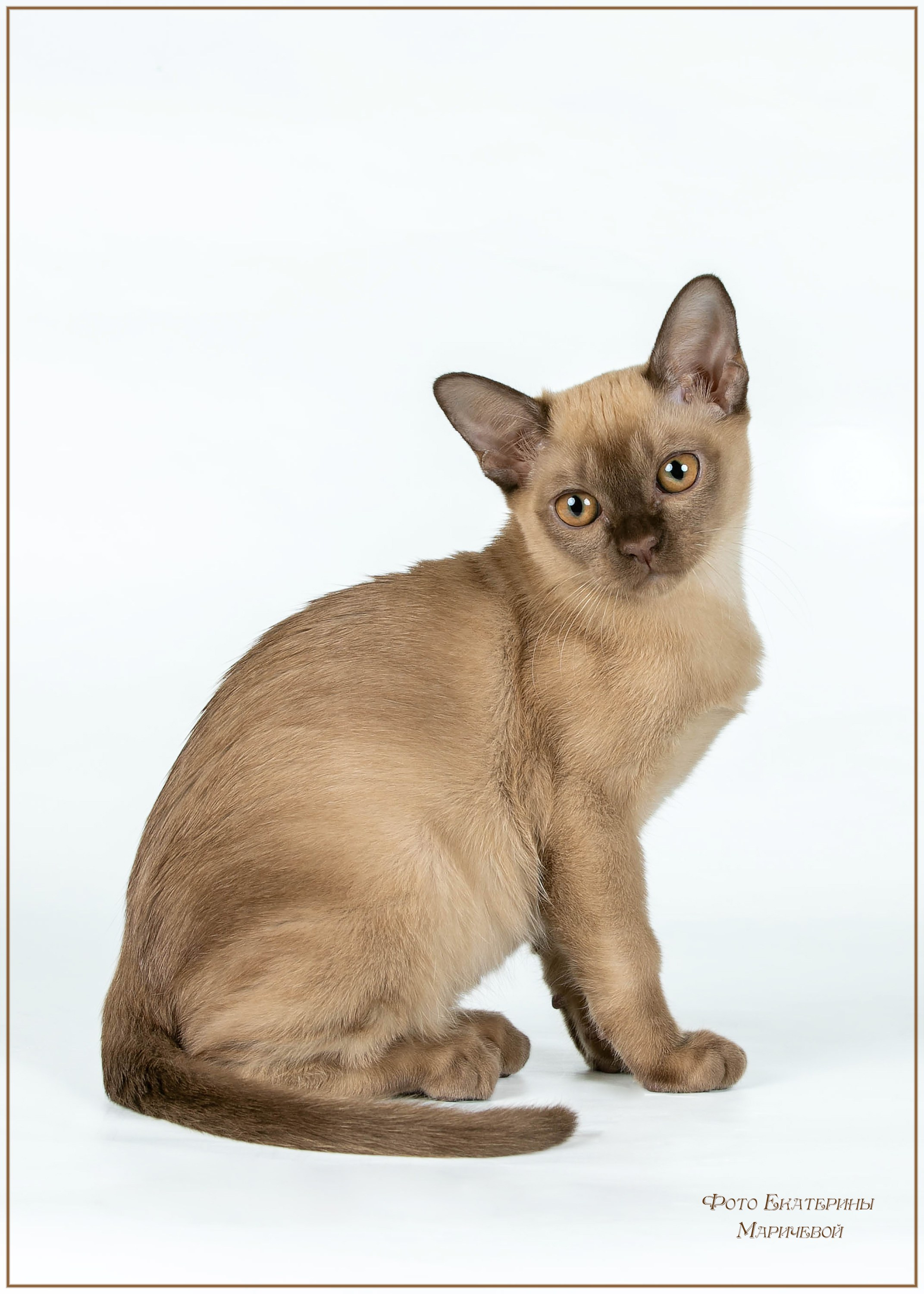 Фоны чёрный, белый, серый. Фотограф-анималист в Омске Екатерина Маричева