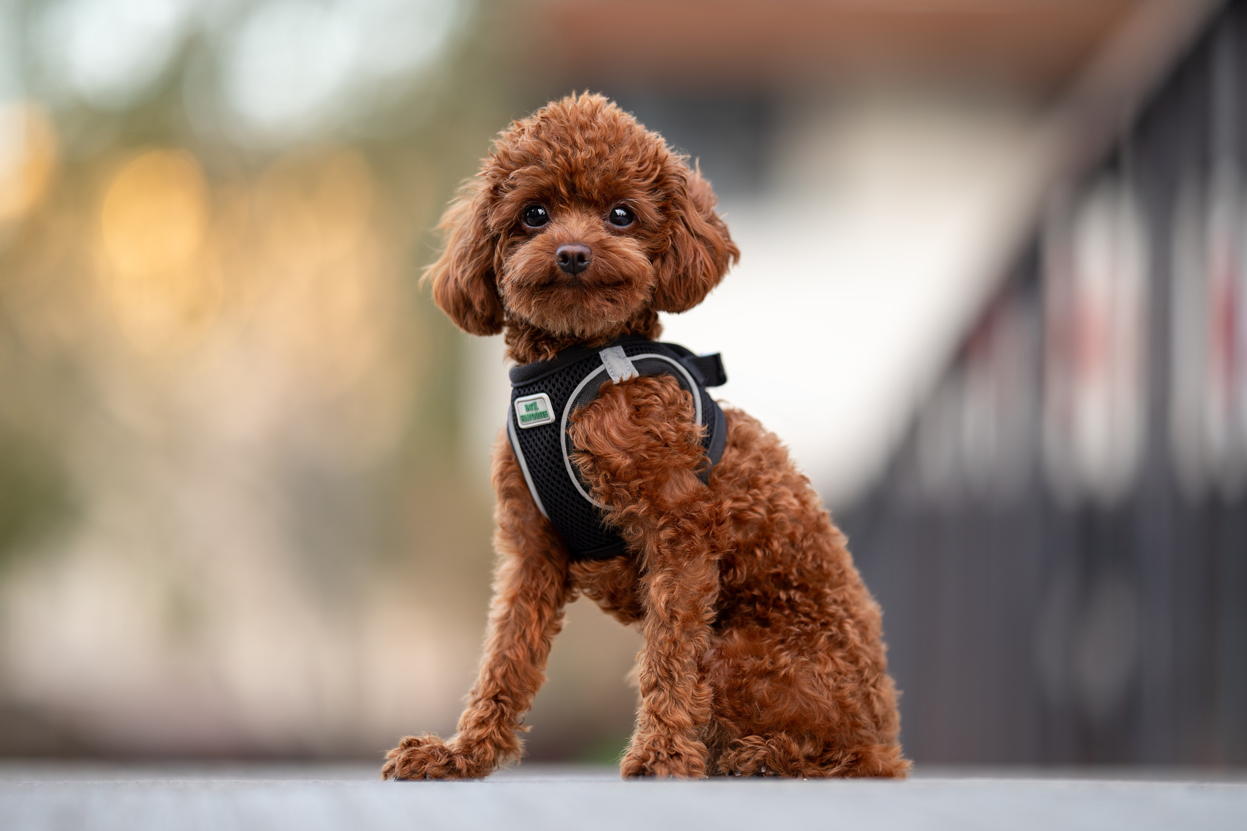 Марик, тикап-пудель. Ирина Голомб|Фотограф-анималист в  Сочи и Калининграде