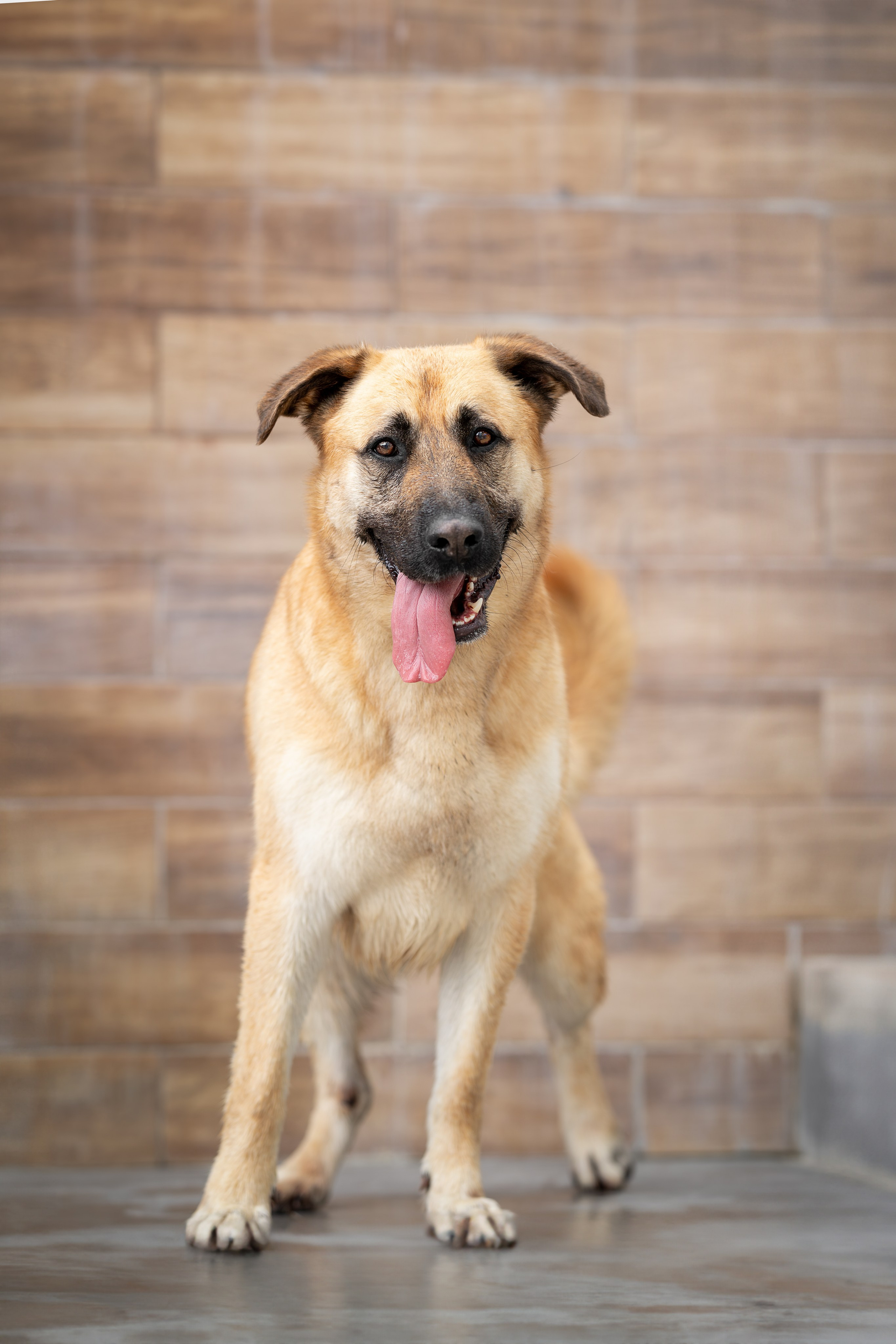 Мини-приют «Возрождение». Ирина Голомб|Фотограф-анималист в  Сочи и Калининграде