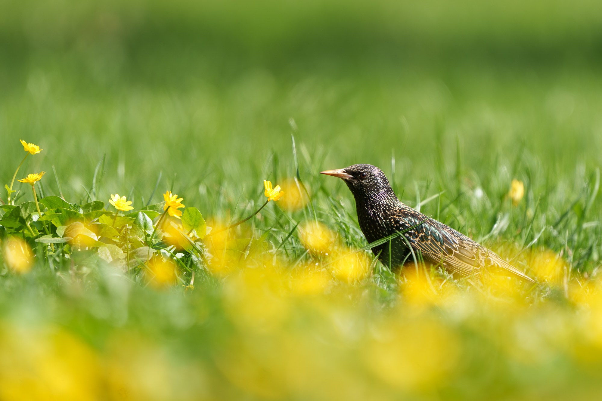 Удивительные мир птиц. Вокруг нас столько прекрасного — присмотритесь!. Ваш личный фотограф Марина Волкова