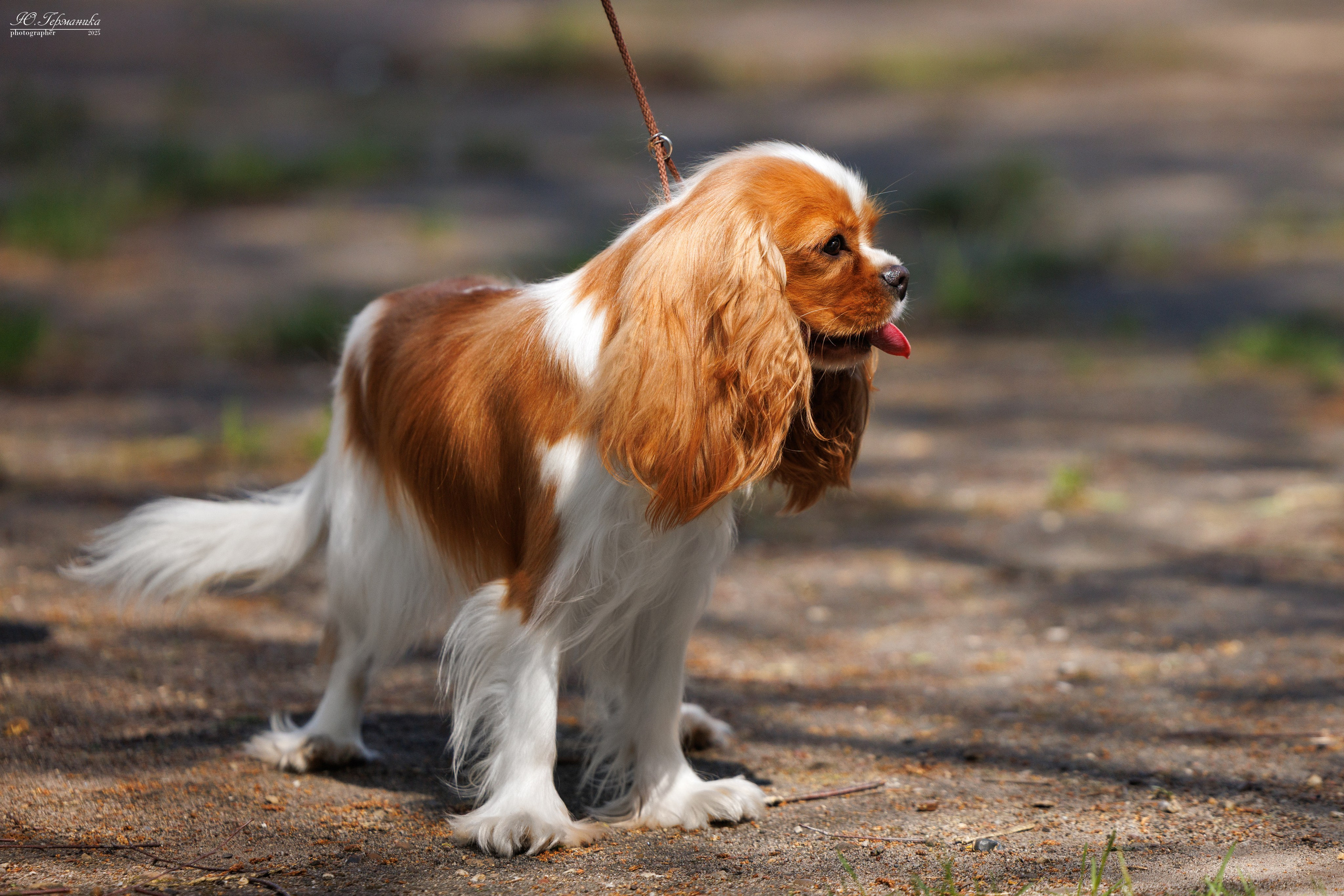 Тверь 24.05.2025. Фотограф-анималист Юлия Германика