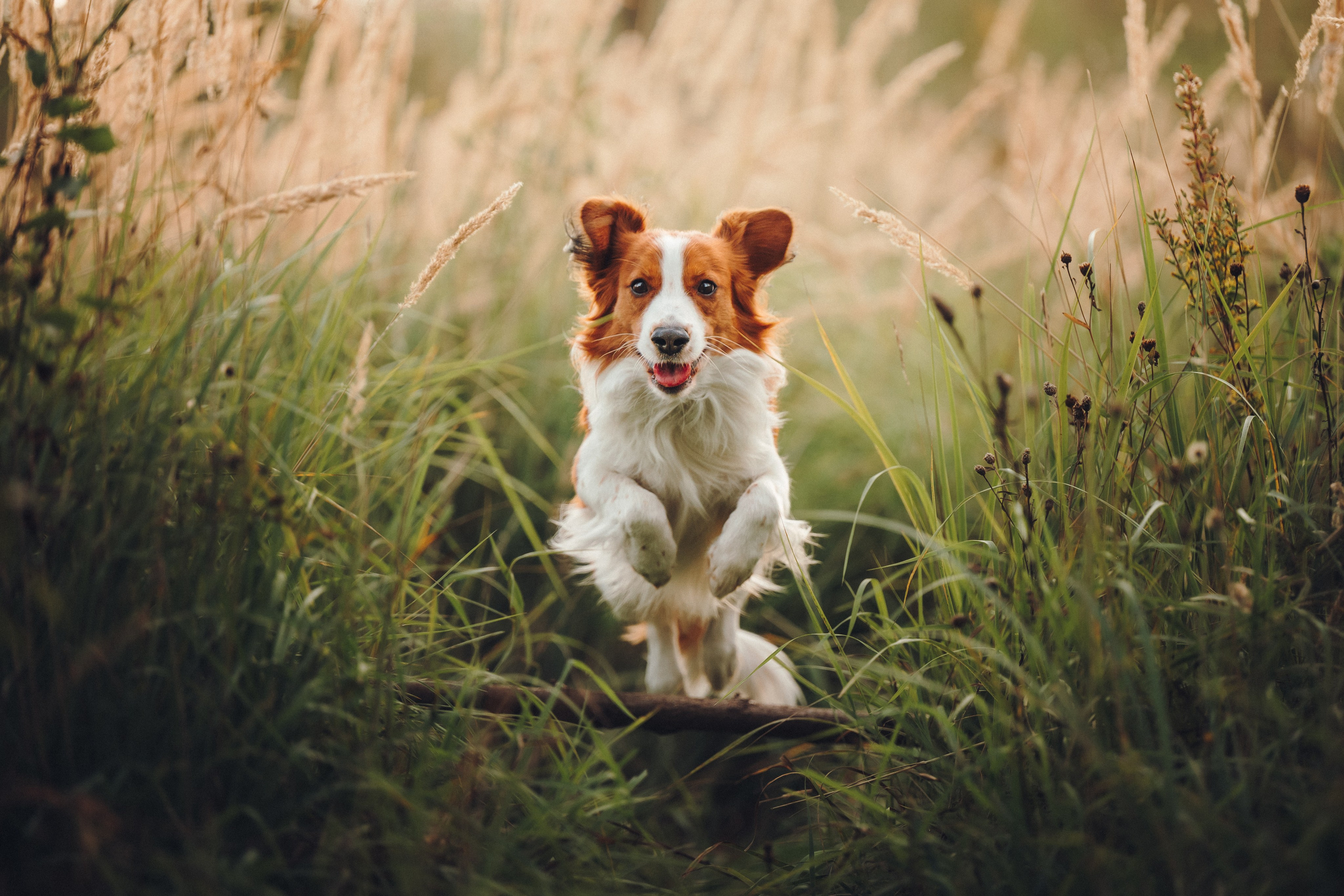Семейная фотосессия с питомцем. Семейный фотограф анималист Ананьева Мария — Москва