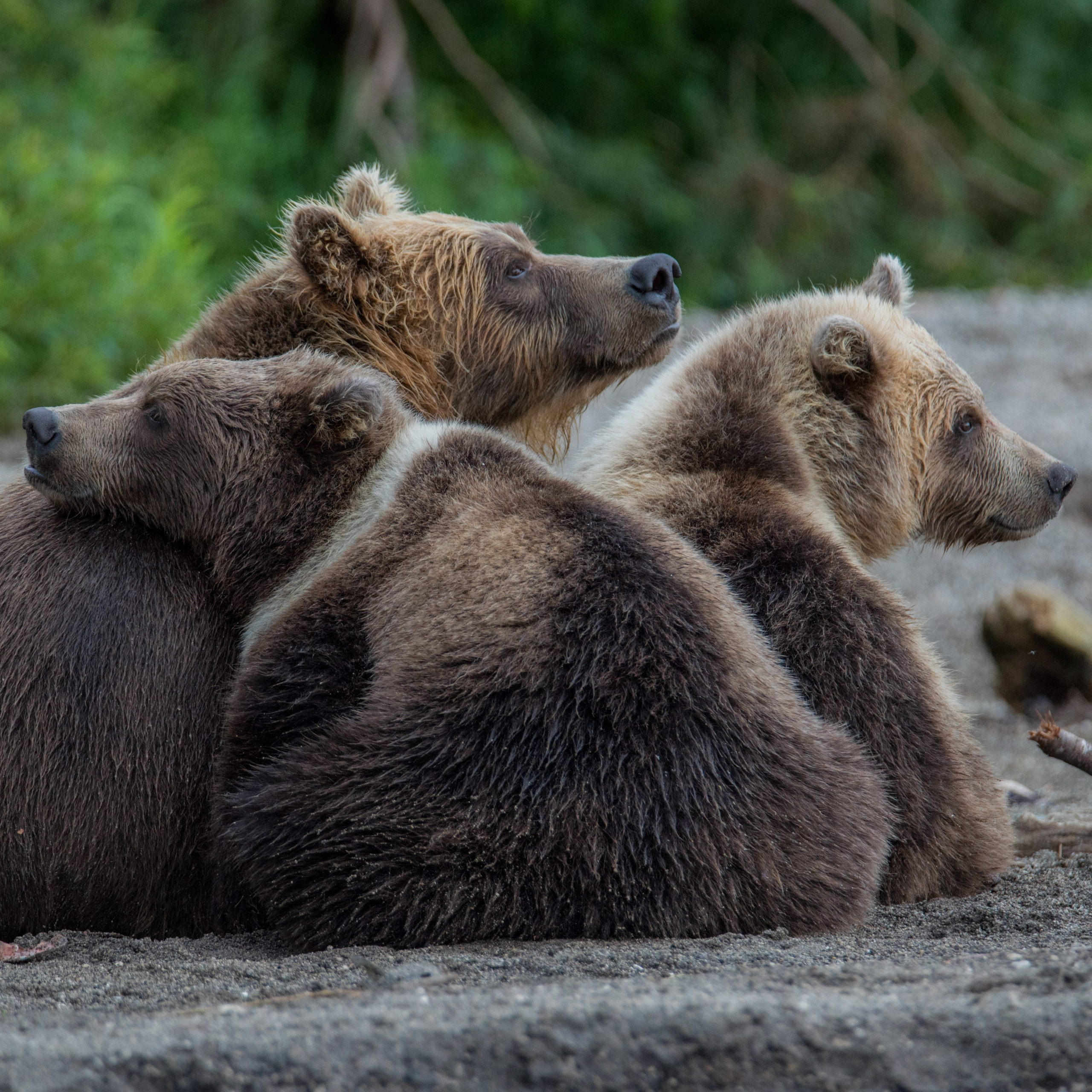 Камчатка — земля медведей. Игорь Иванко — Репортажный и событийный фотограф. Москва