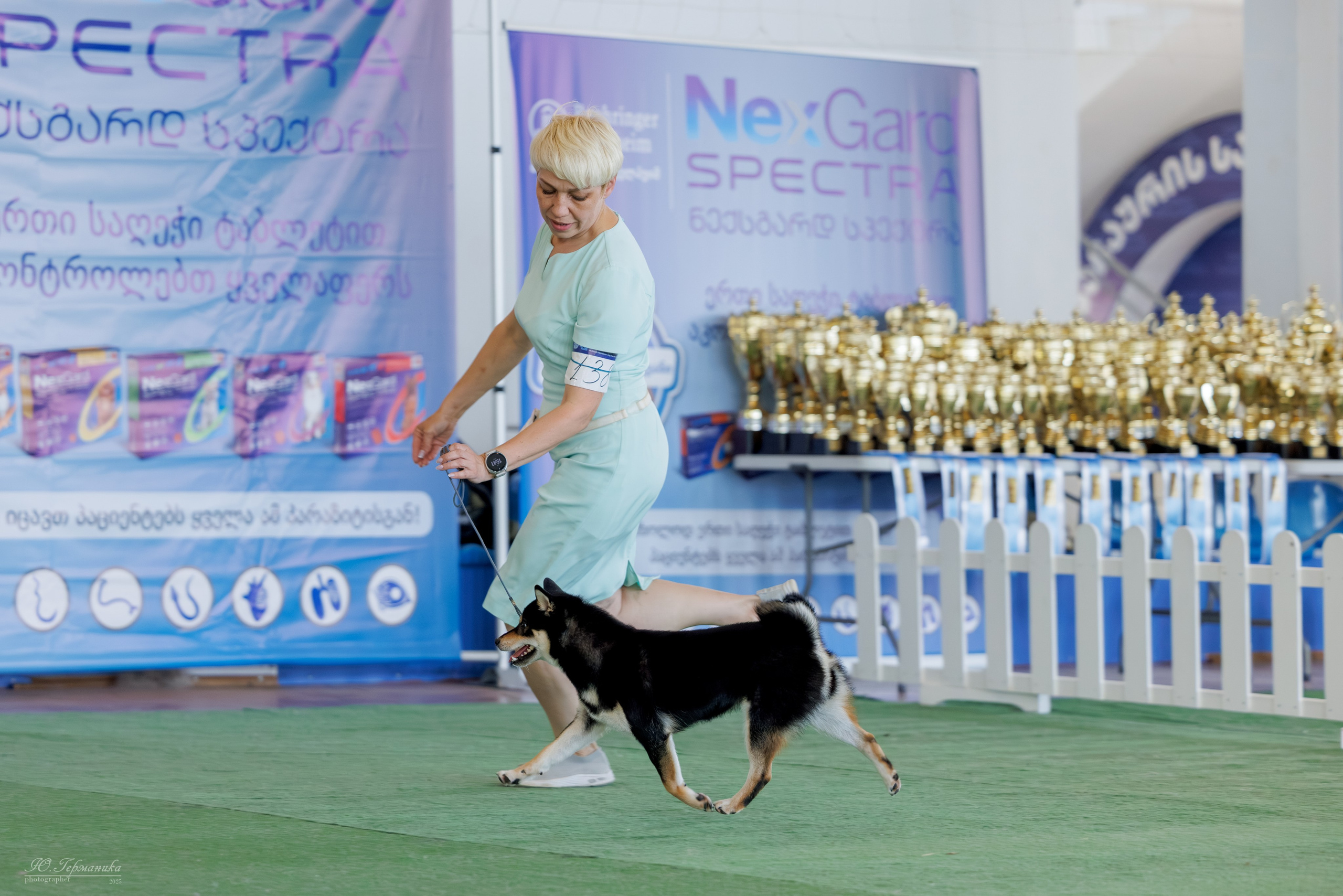 Батуми 3хCACIB 27-29.06.2025. Фотограф-анималист Юлия Германика