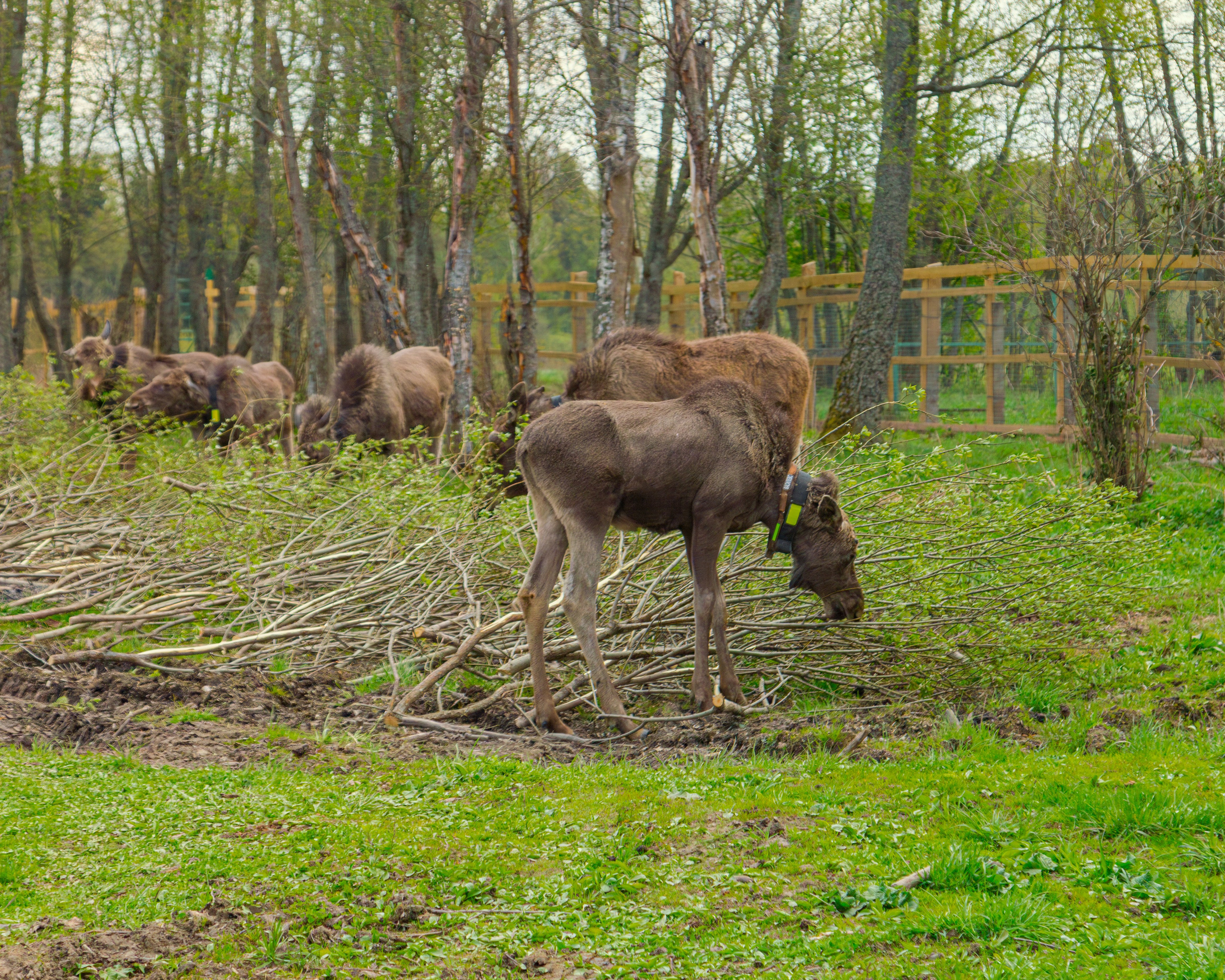 Лосеферма Сумароково. Фотограф Илья Варакин