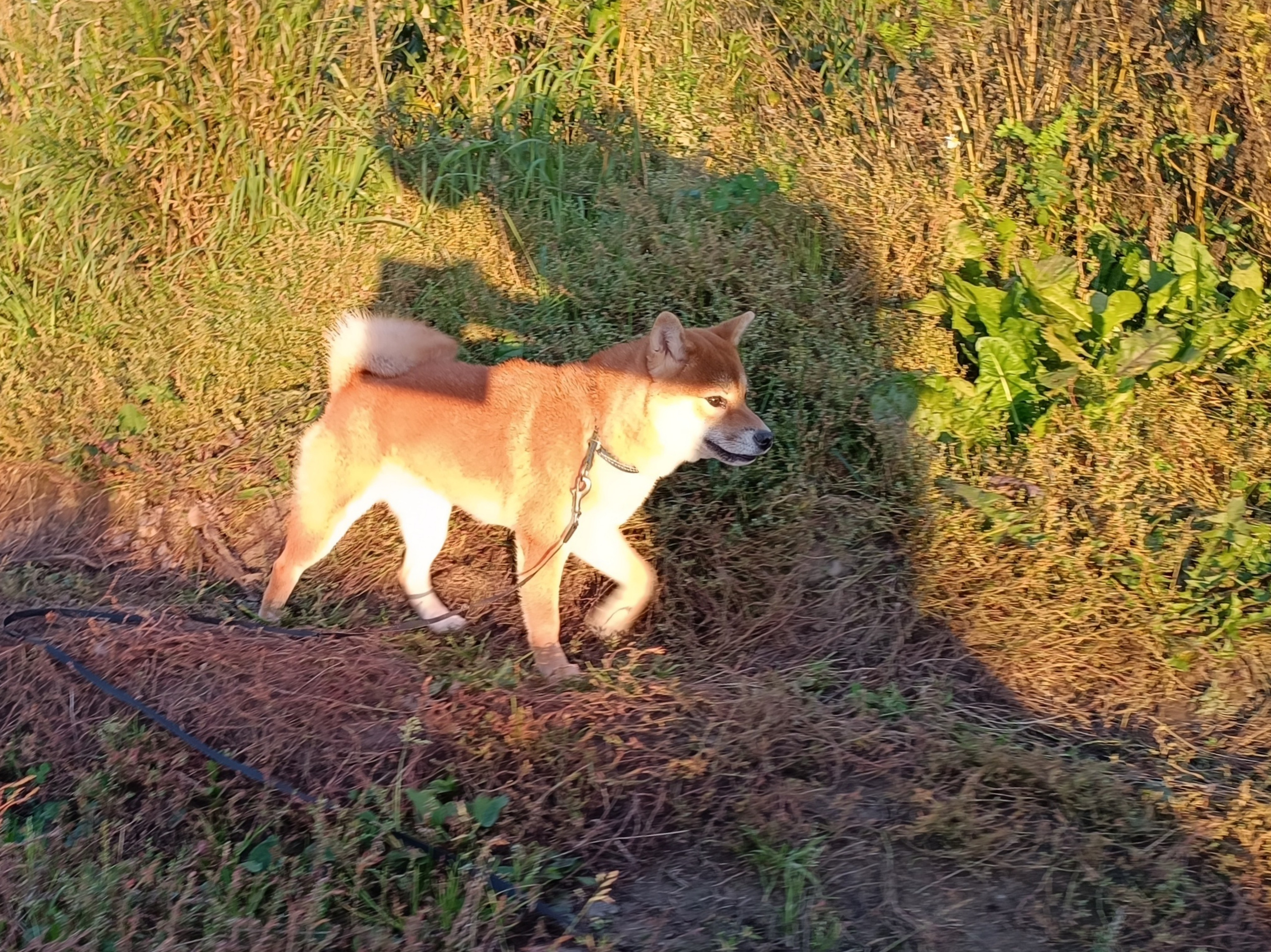 Сиба Rubylight Ellis питомник Рубилайт