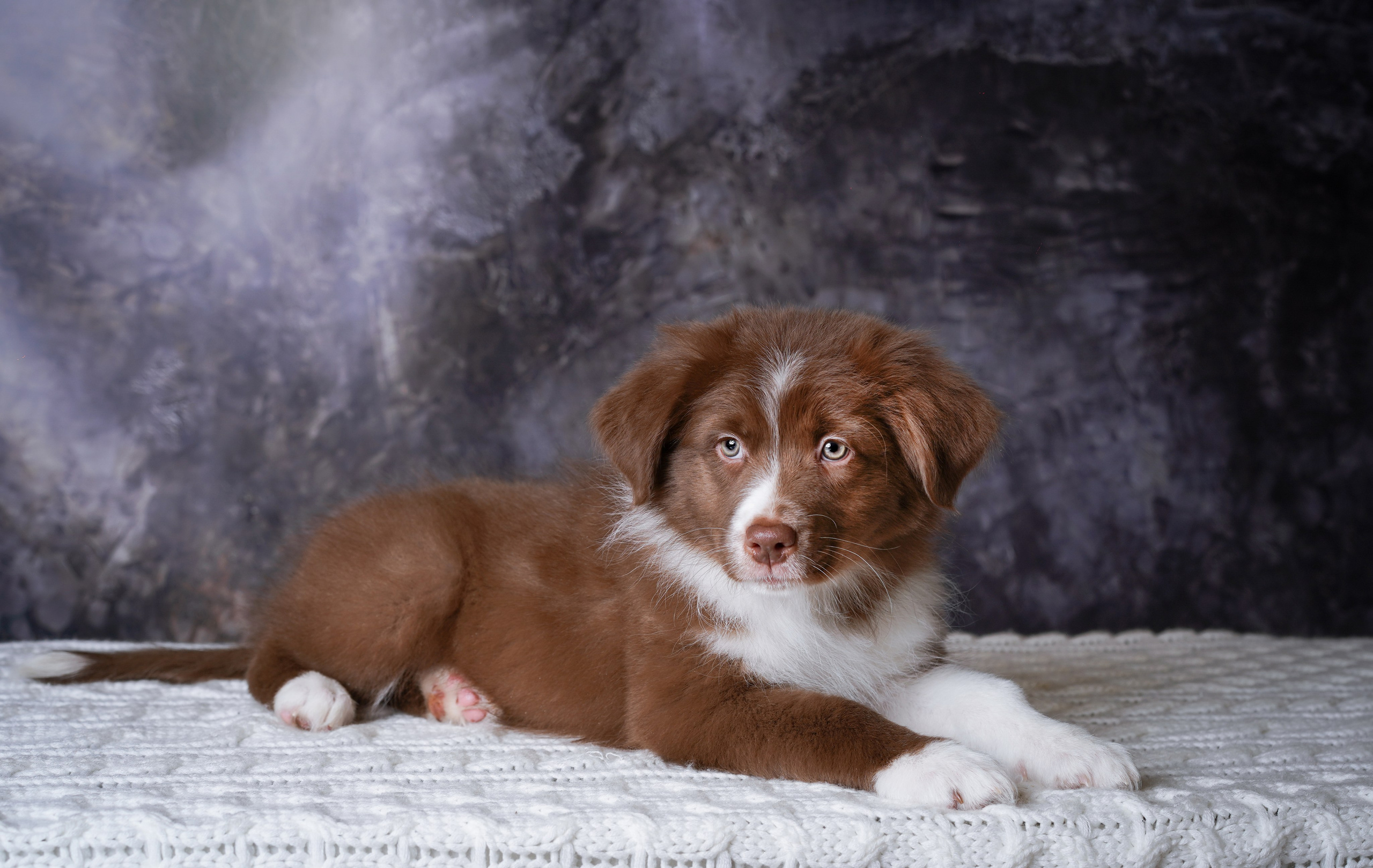 Щенки аусси. Фотограф-анималист в Санкт-Петербурге Яна Мартынова