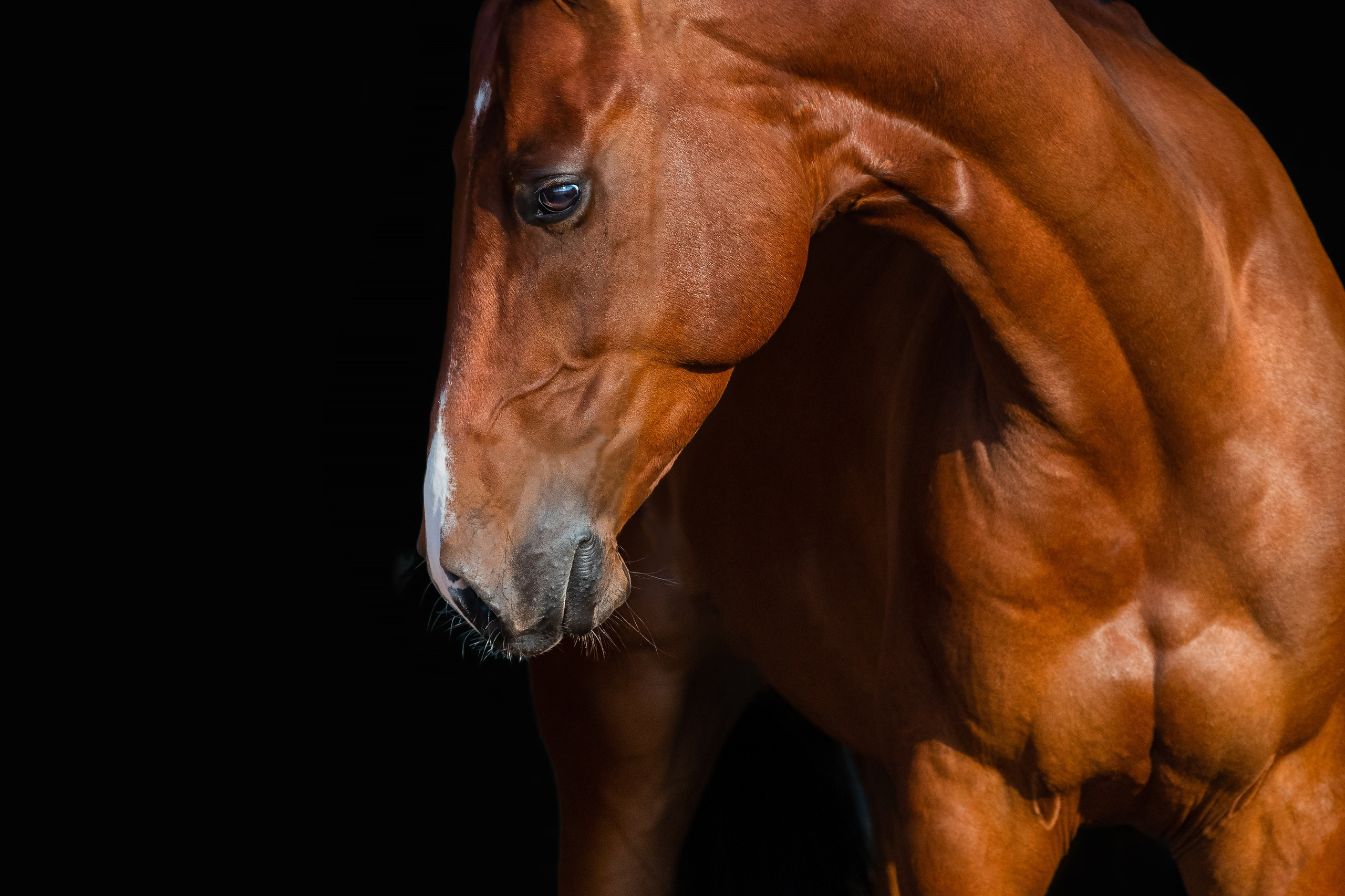 На черном фоне. Фотограф-анималист Ксендзова Кристина