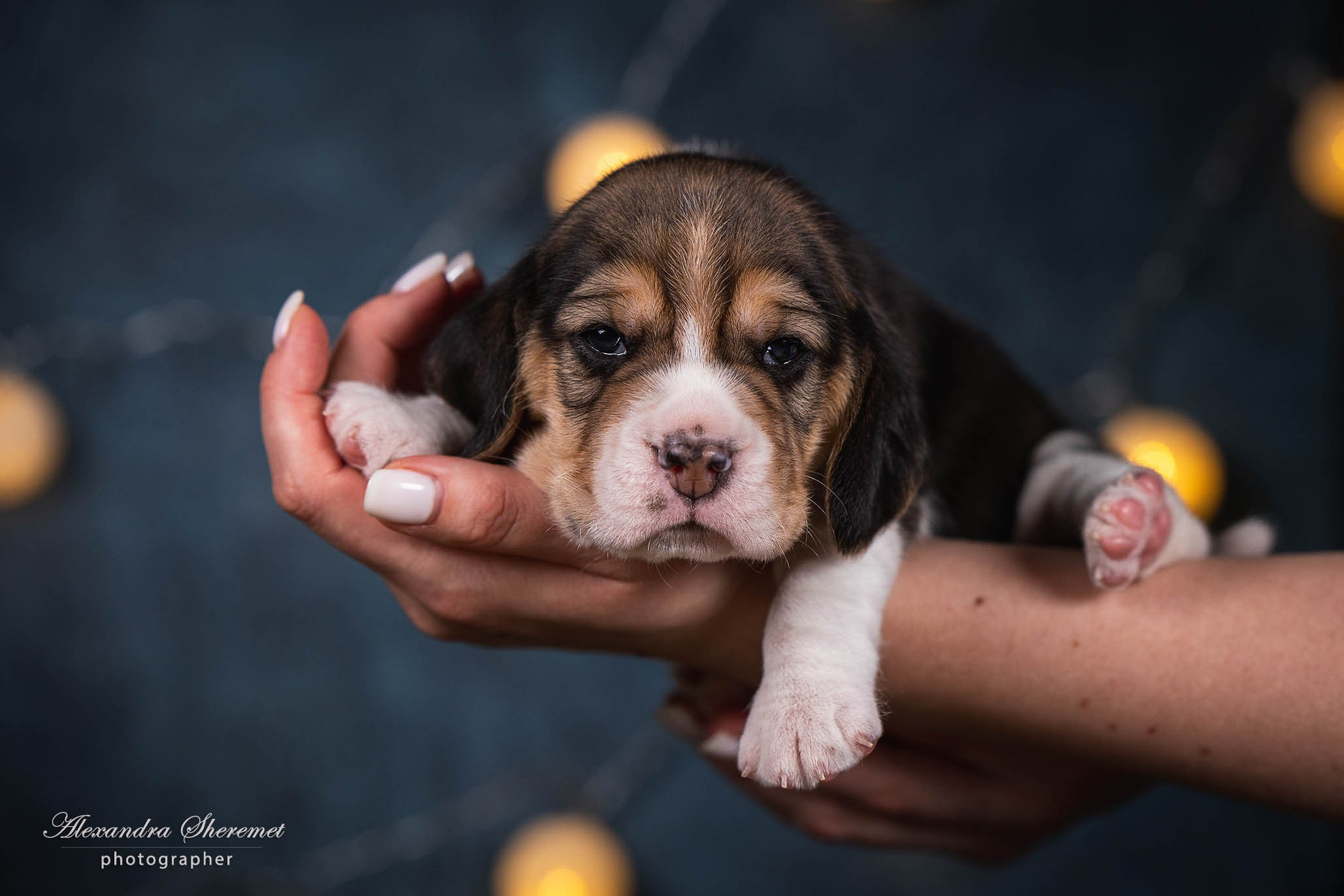 Щенки. Фотограф-анималист Александра Шеремет